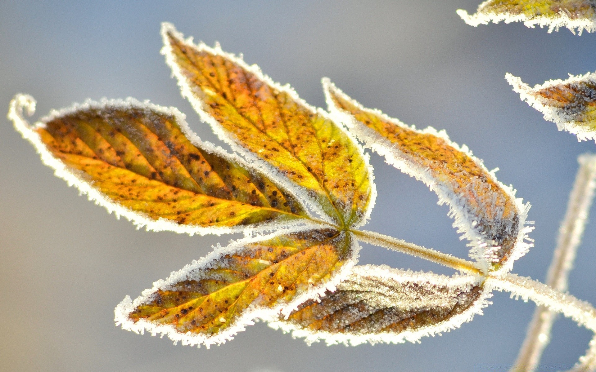 makro fotoğrafçılığı doğa açık havada yaprak flora yakın çekim sezon parlak masaüstü renk ağaç