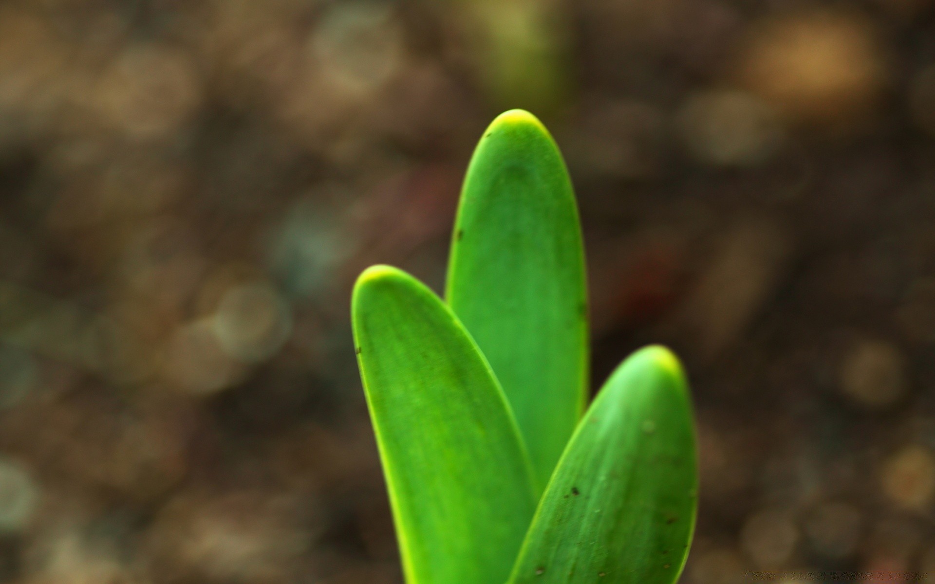 macro nature leaf outdoors flora growth flower garden summer