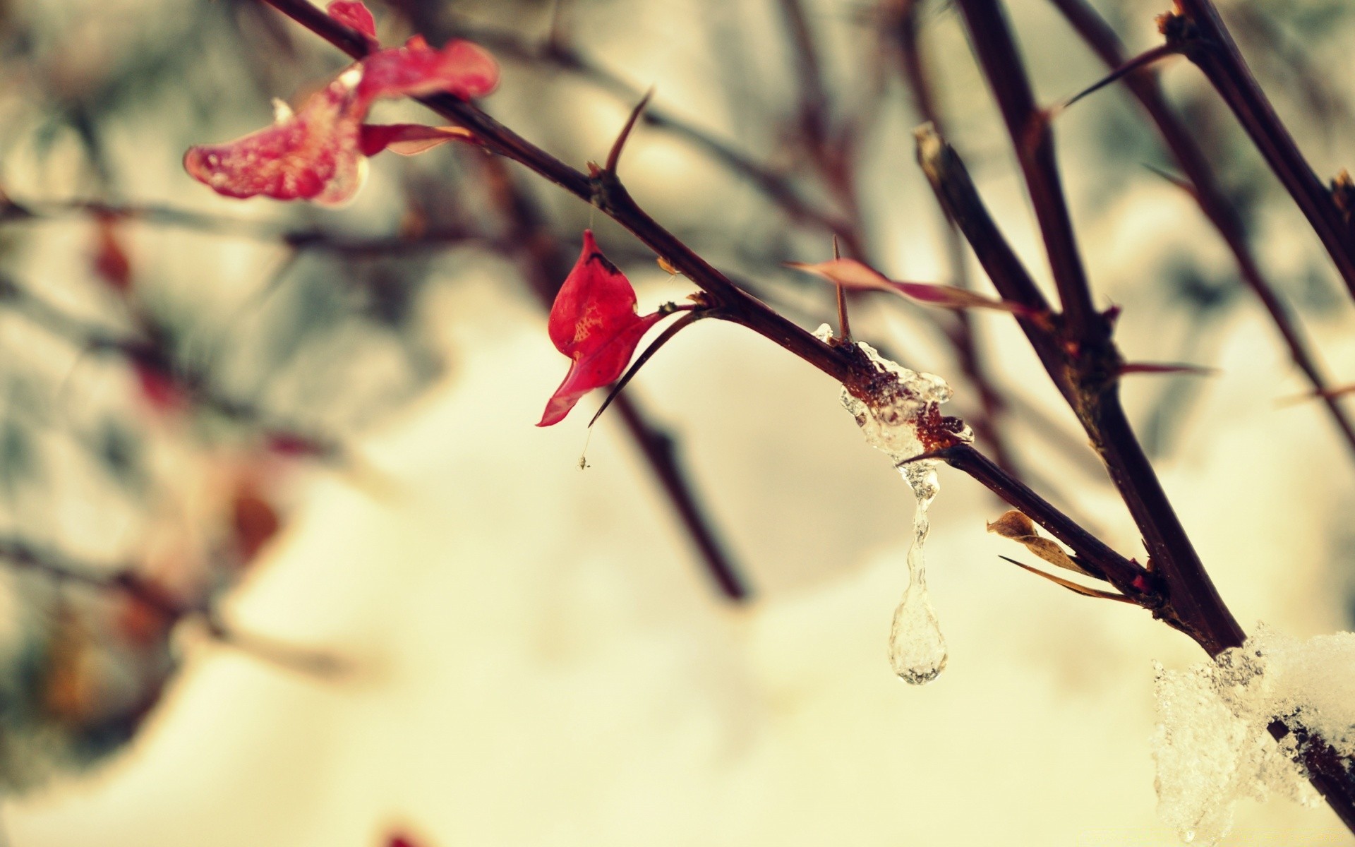 makroaufnahme natur blume zweig blatt baum winter unschärfe herbst im freien dof flora