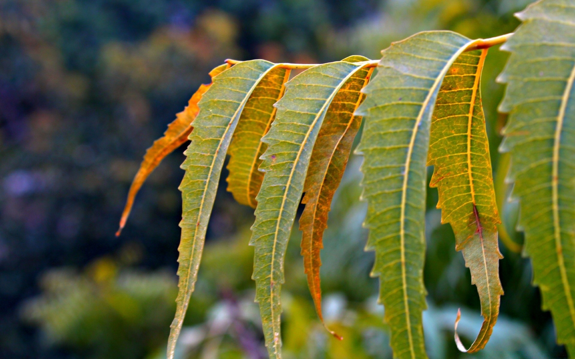 macro feuille nature flore arbre automne à l extérieur couleur tropical gros plan branche saison croissance bureau bois été lumineux lumineux jardin