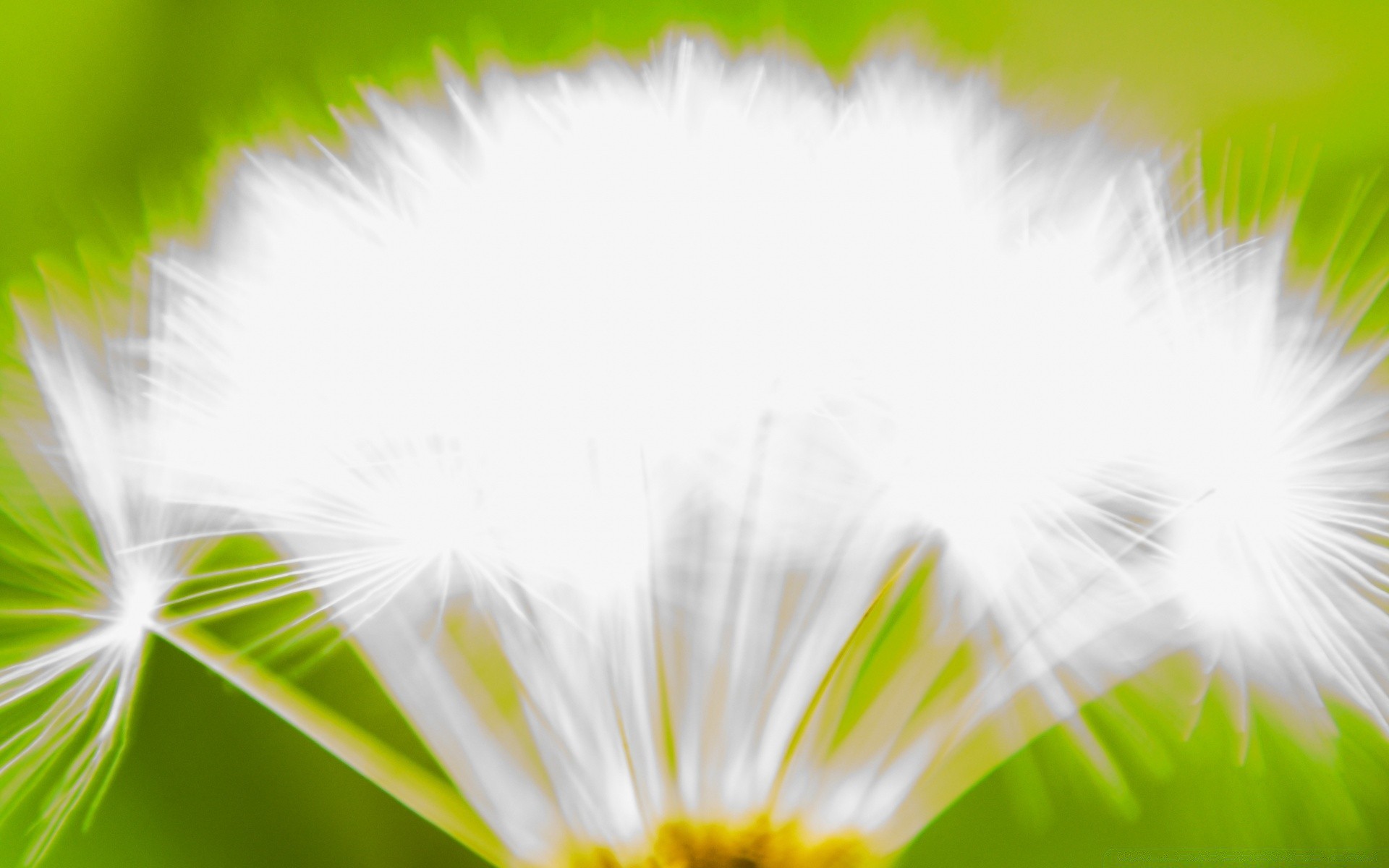 makroaufnahme löwenzahn natur sommer flora gras blume flaumig hell sonne gutes wetter blatt garten wachstum unschärfe