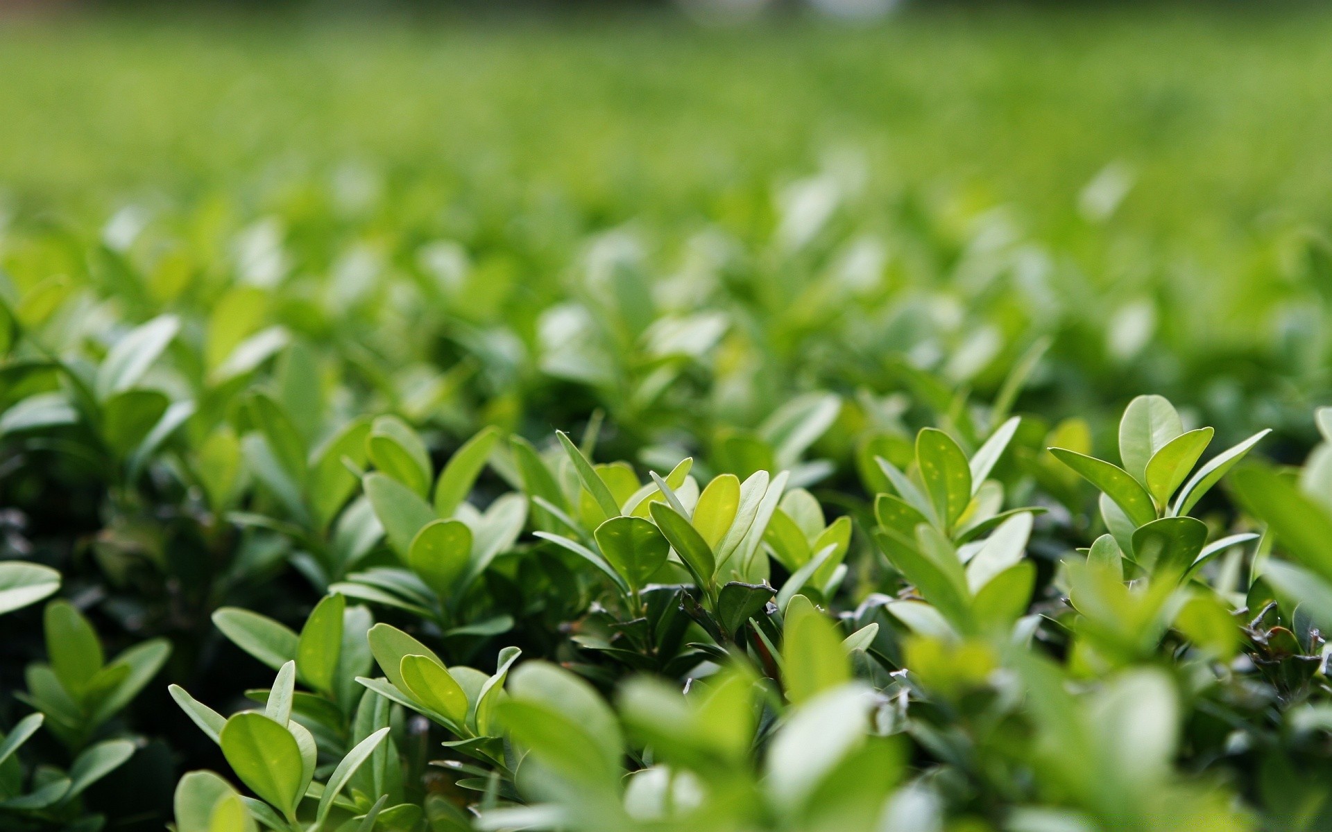 makro blatt natur flora wachstum feld garten landwirtschaft sommer boden bauernhof gutes wetter des ländlichen hell jahreszeit gras sonne im freien umwelt