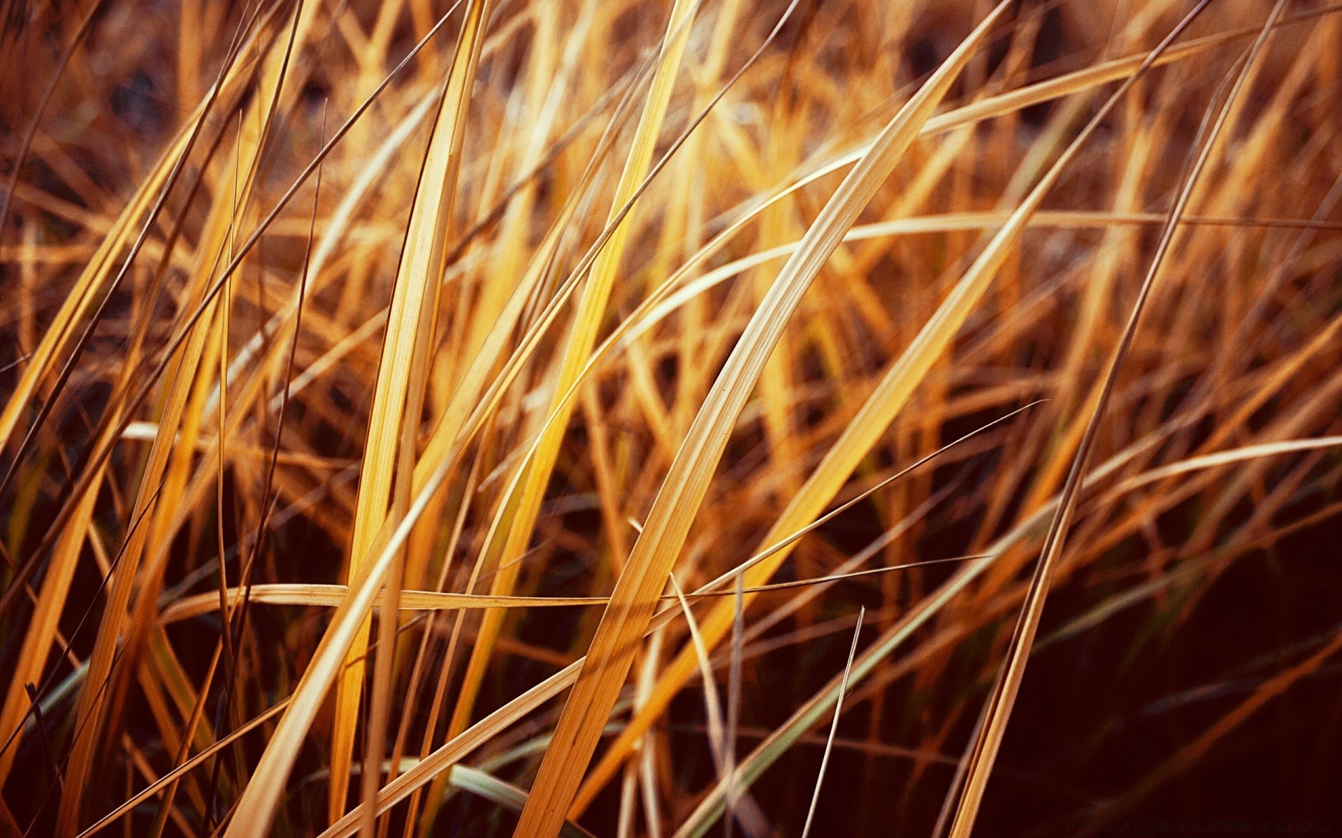 macro naturaleza oro hierba heno copos paja otoño trigo