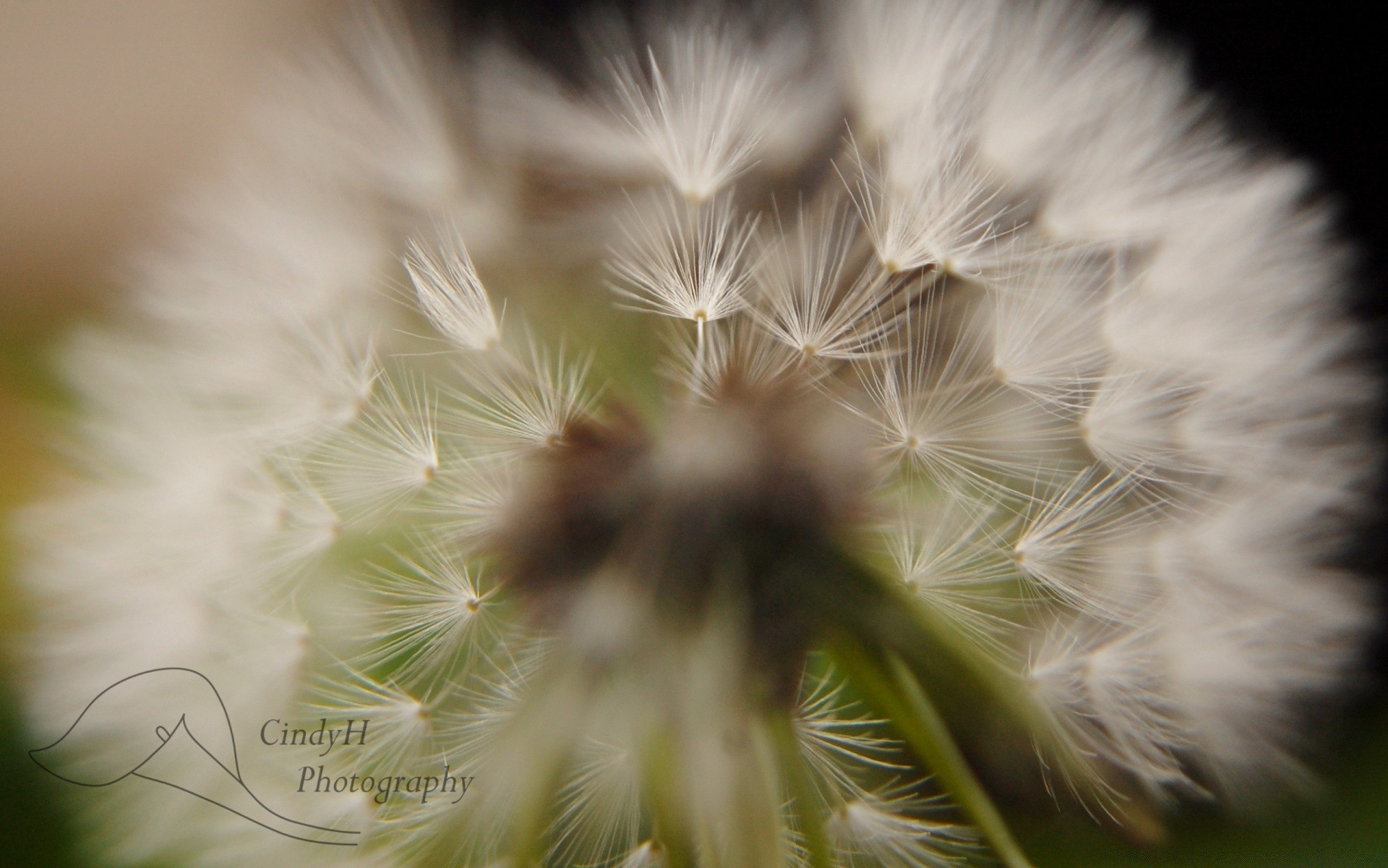 macro para baixo dente de leão natureza cabelo verão delicado flor flora suavidade penugem ao ar livre semente grama leitão folha peludo crescimento selvagem brilhante