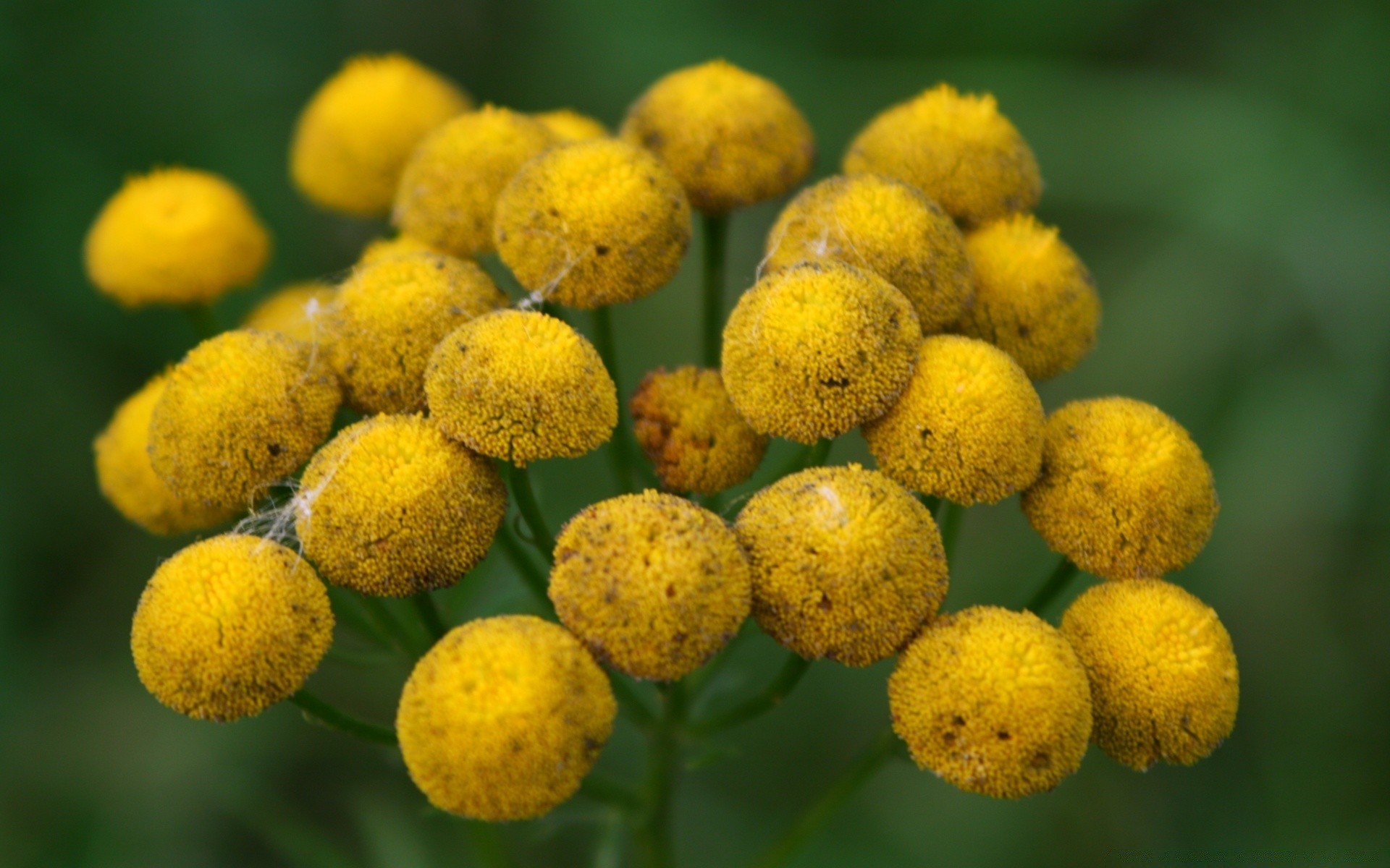 macro flora nature flower leaf garden close-up summer color floral growth season desktop blooming field