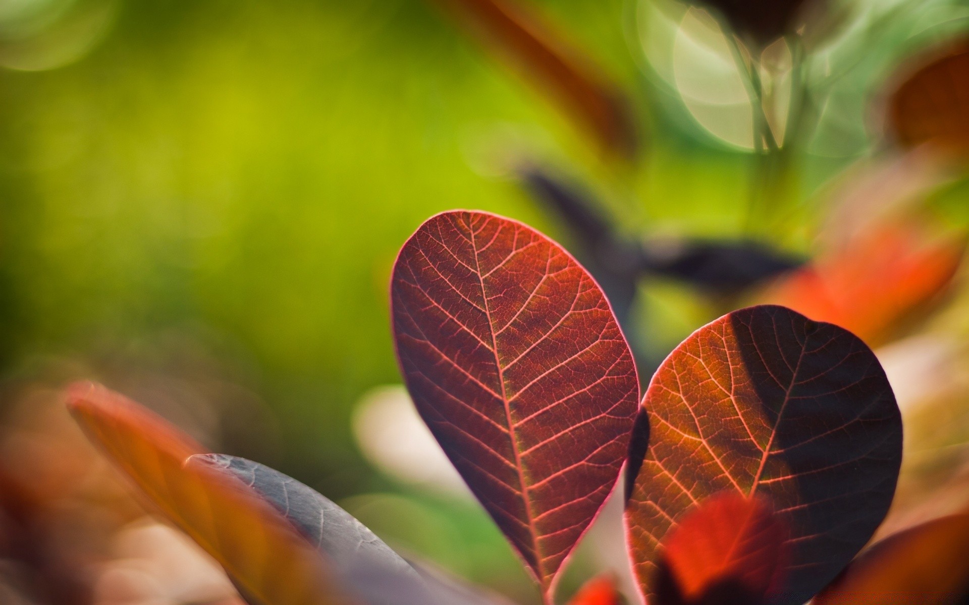 makro liść natura flora jasny kolor lato wzrost na zewnątrz jesień zbliżenie ogród pulpit drzewo