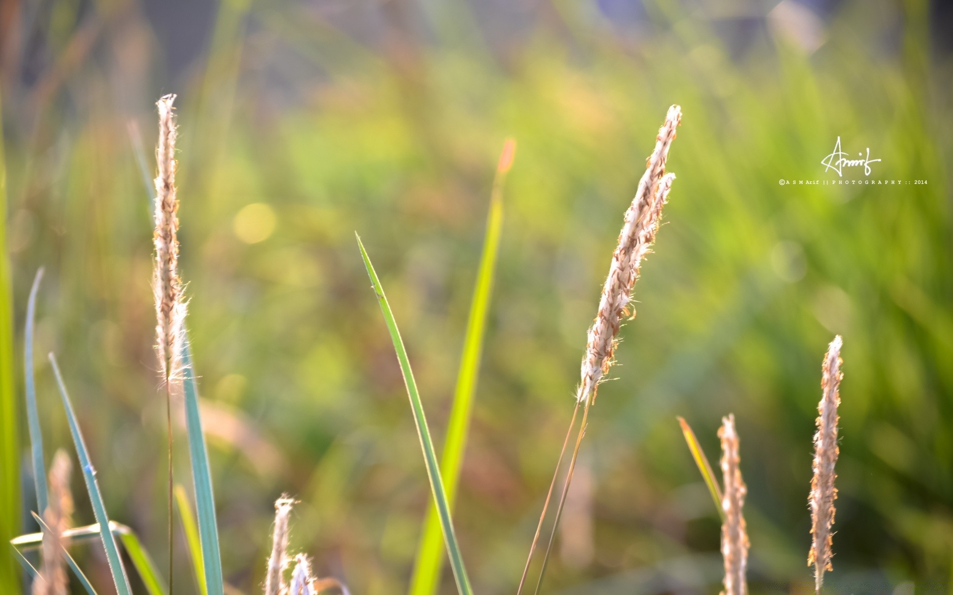 macro nature grass flora growth leaf summer field outdoors dawn rural garden close-up environment husk dew weed fair weather sun hayfield