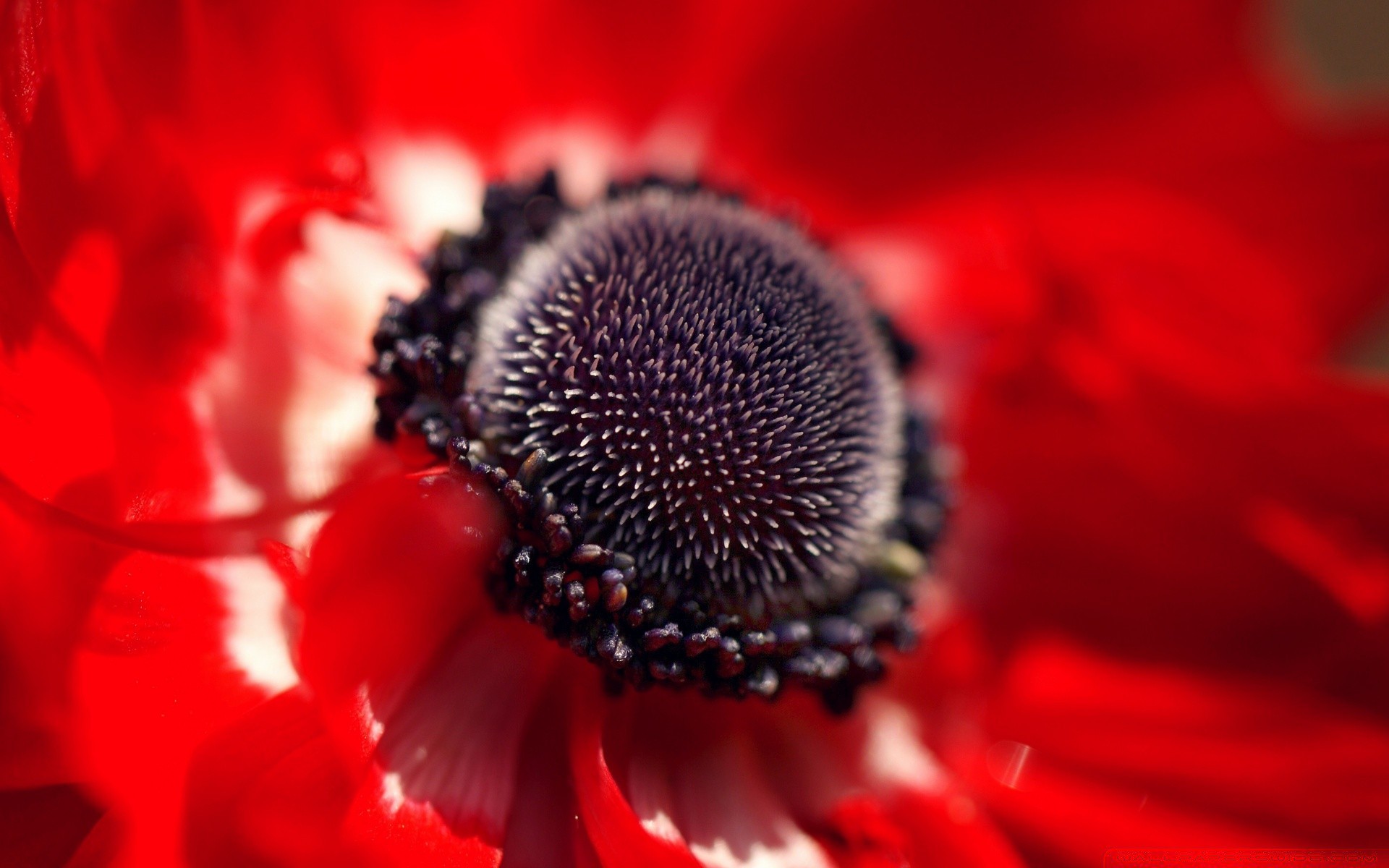 macro flower nature flora close-up garden color summer