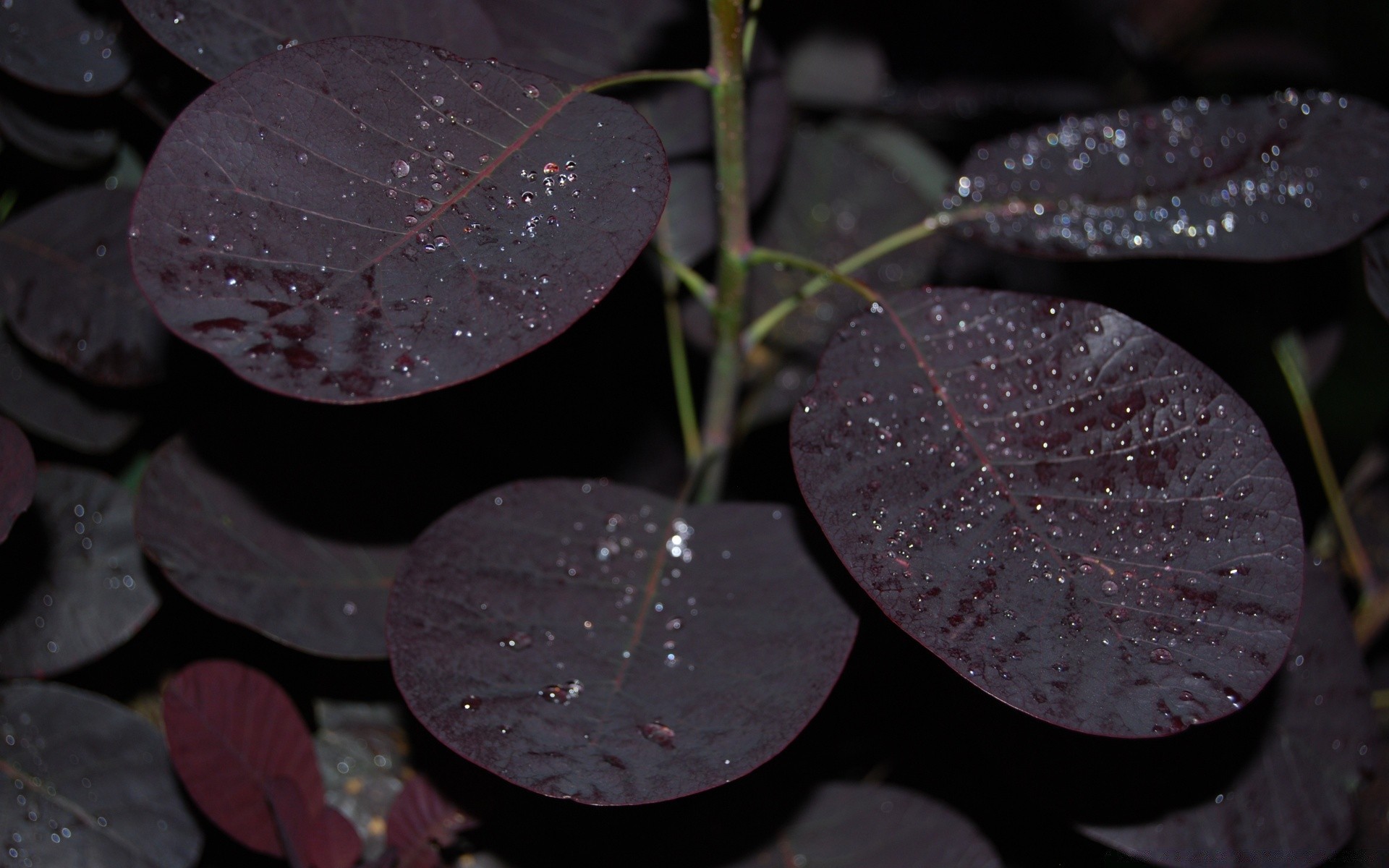 macro leaf nature outdoors rain flower color desktop flora texture summer light growth