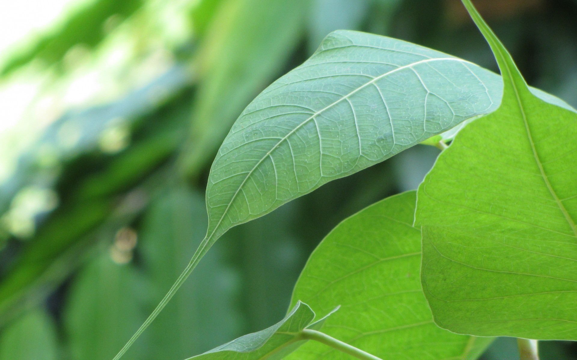 macro leaf flora nature growth freshness close-up environment garden summer ecology rain drop purity dew bright close lush botanical husk