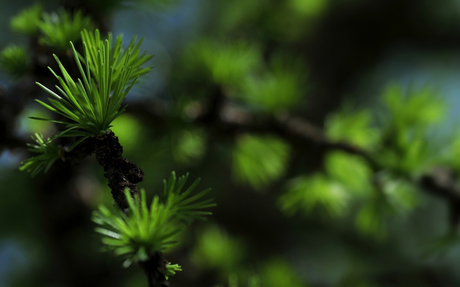 makro liść wzrost natura flora drzewo oddział kiełkować evergreen środowiska na zewnątrz ogród iglaste igły zbliżenie bujne lato mało ekologia drewna