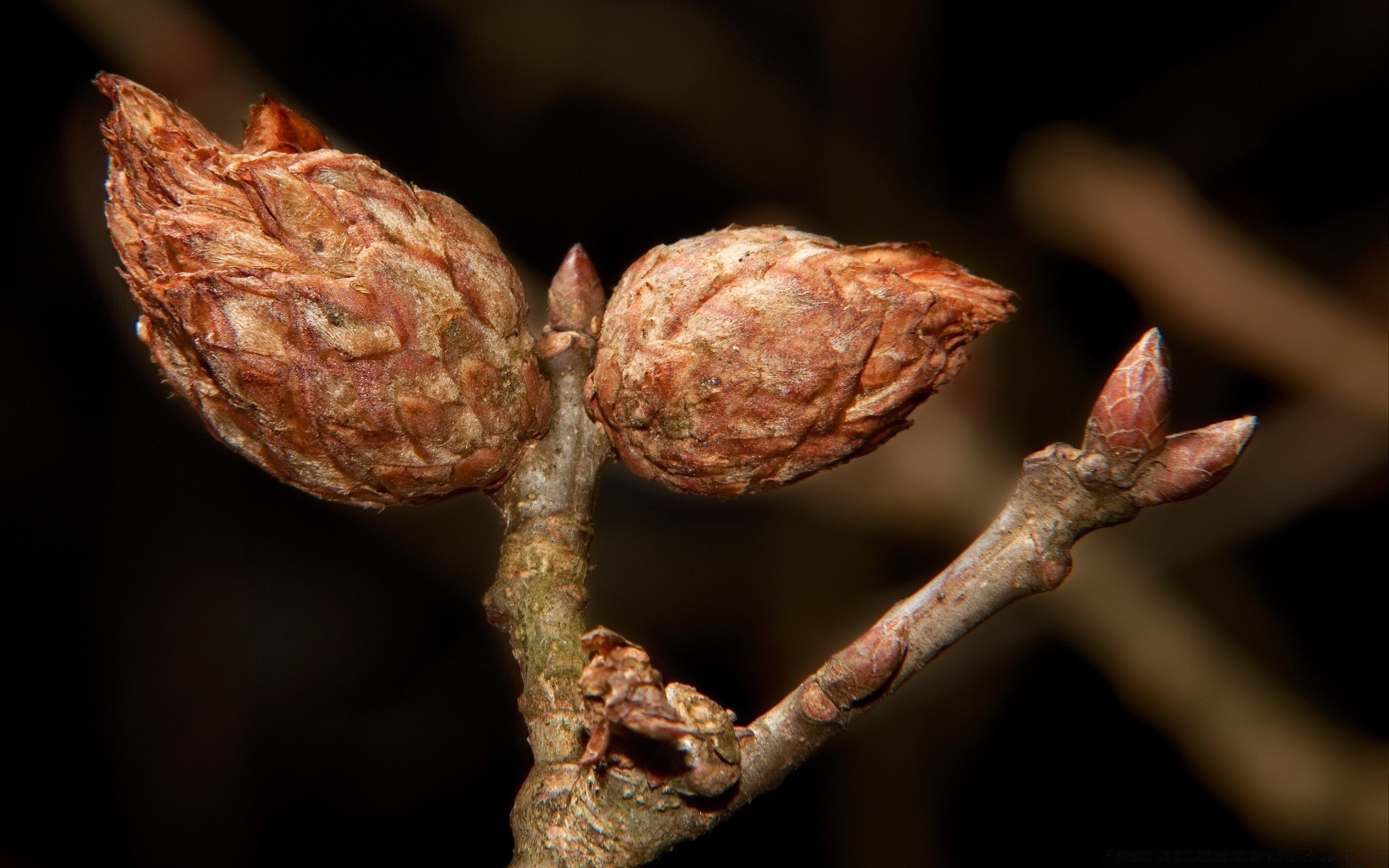 macro cibo natura albero frutta close-up flora foglia all aperto autunno legno