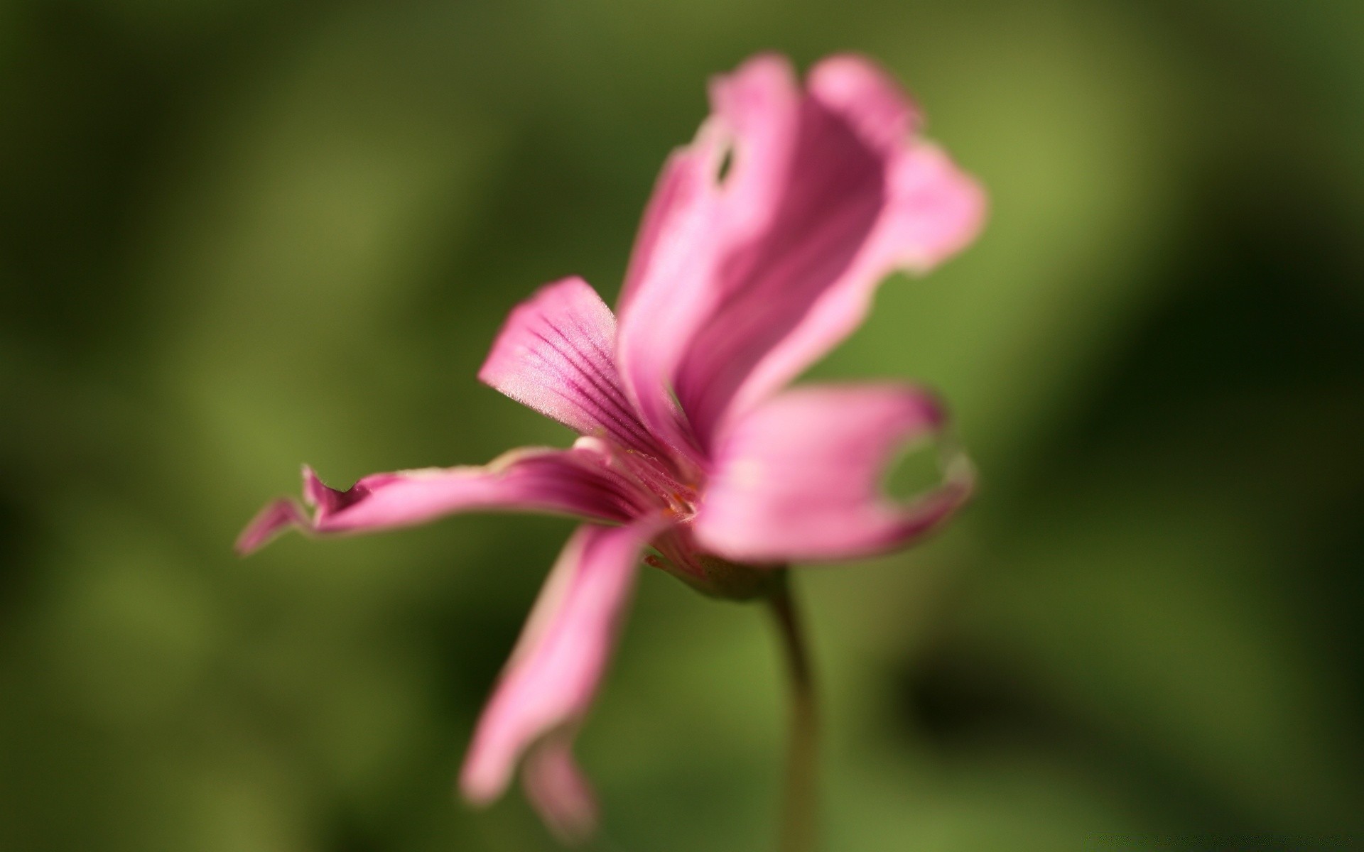 makro fotoğrafçılığı çiçek doğa yaprak flora yaz bahçe bulanıklık açık havada parlak büyüme narin çimen polen