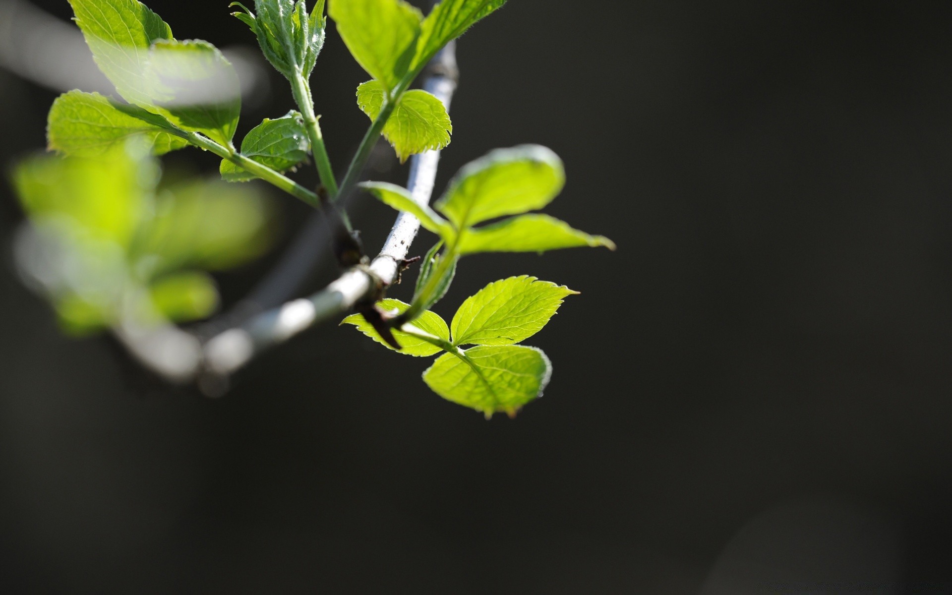 makroaufnahme blatt flora wachstum natur garten umwelt baum keimen zweig schließen unschärfe umwelt