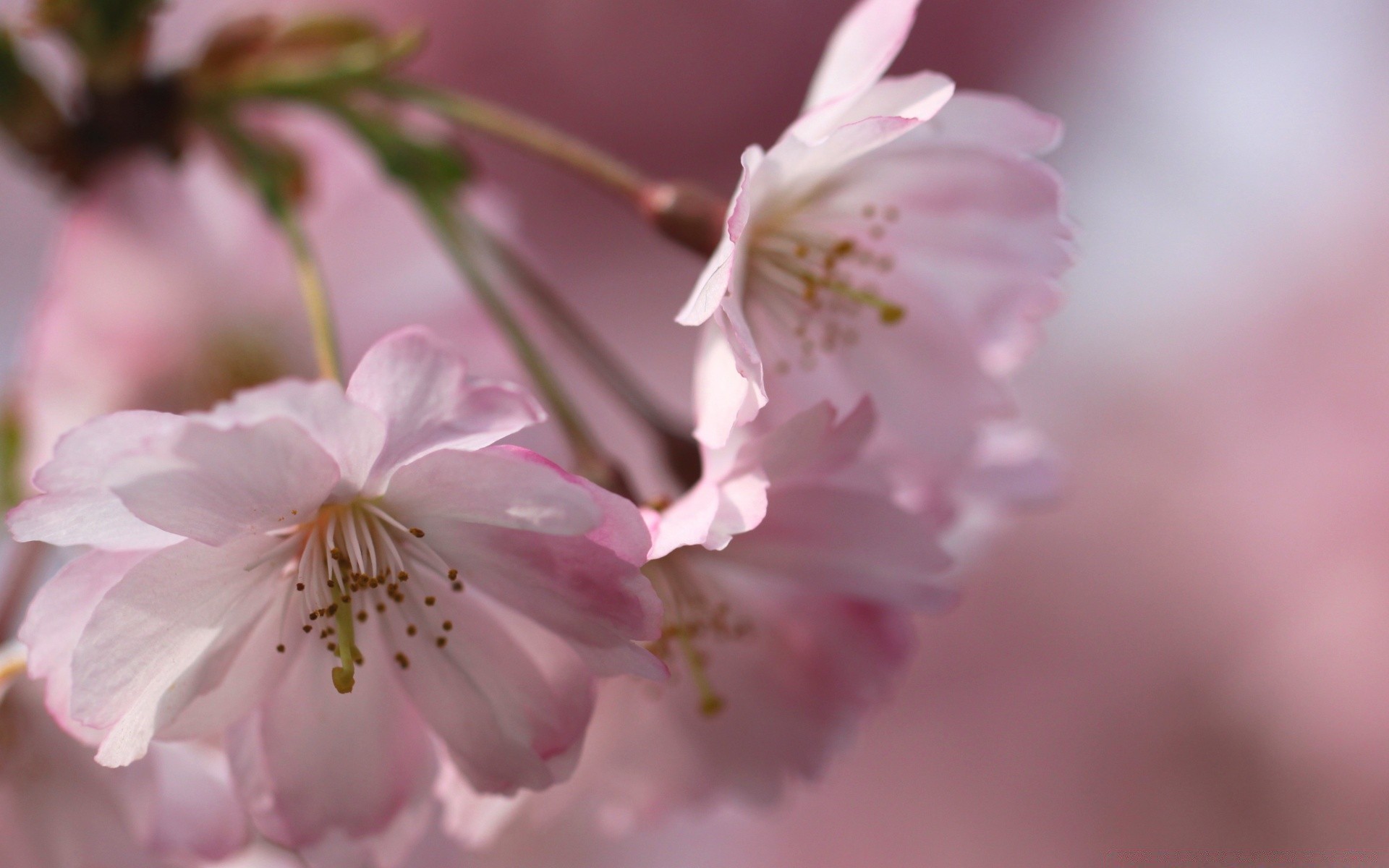 makro fotoğrafçılığı çiçek doğa kiraz flora yaprak şube narin bahçe ağaç taçyaprağı çiçek açan dostum büyüme çiçek yaz parlak açık havada elma bulanıklık