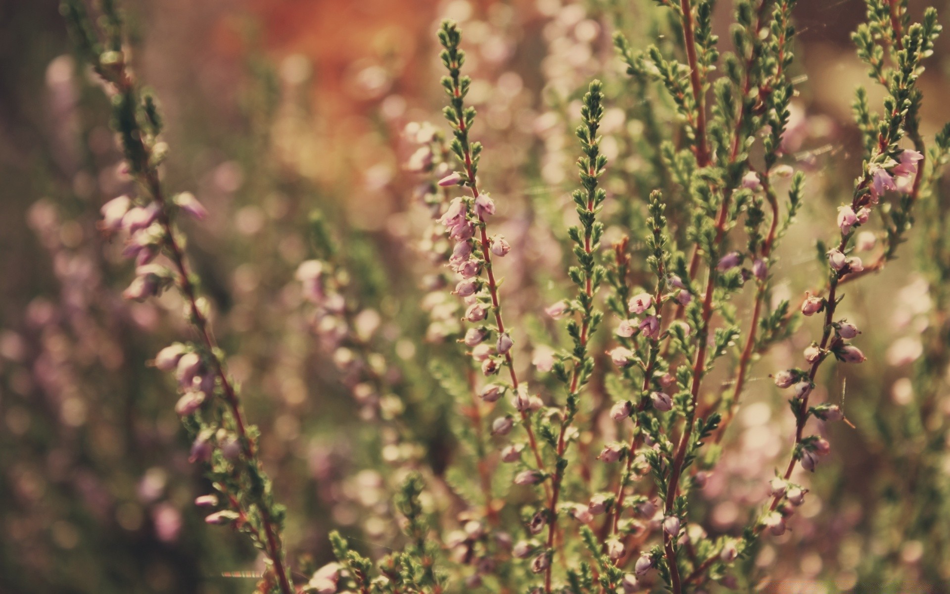 macro flor naturaleza flora hoja verano al aire libre jardín hierbas floración crecimiento salvaje floral hierba heather arbusto heath medicina