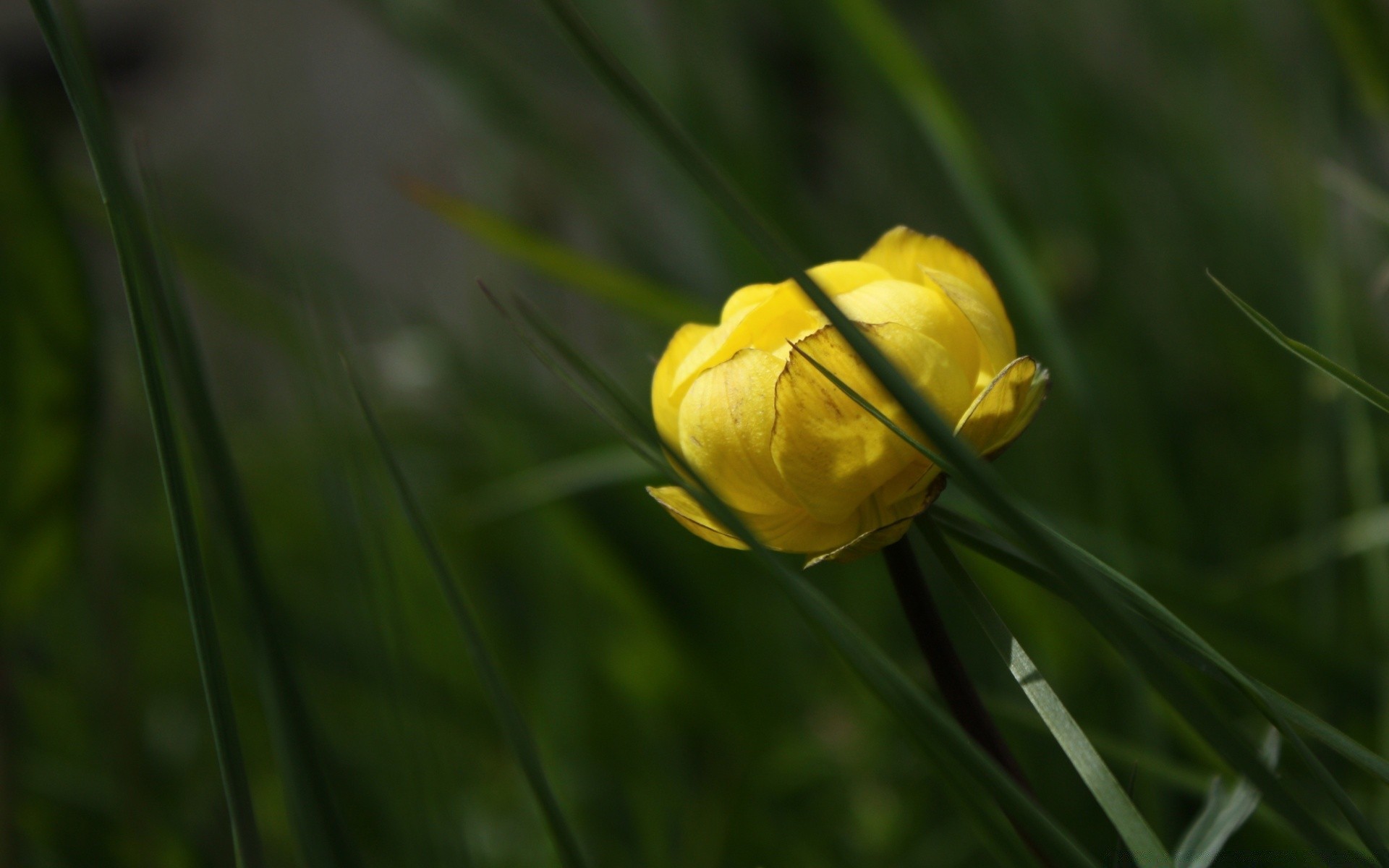 macro nature flower flora leaf garden summer outdoors bright floral close-up color grass field season growth vibrant