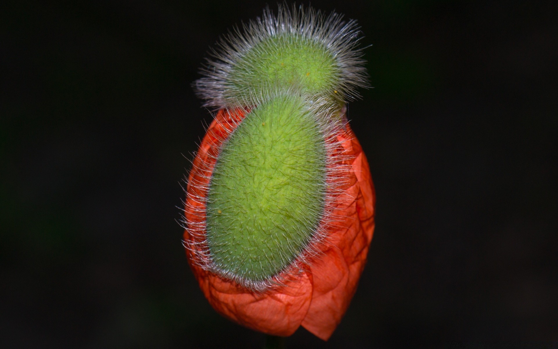 makroaufnahme natur biologie farbe eins schließen wirbellose flora im freien blume desktop tageslicht