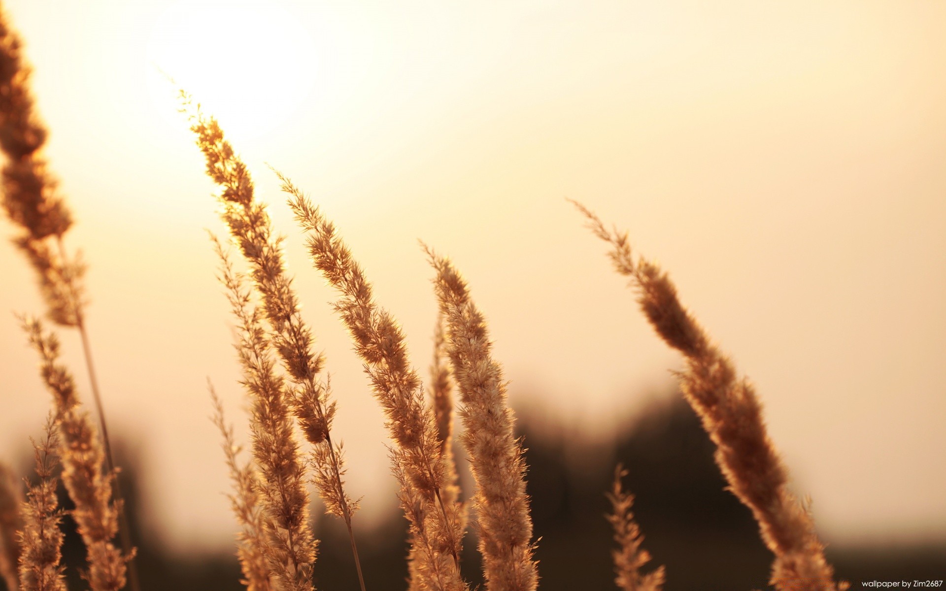 macro outdoors nature winter fall sun fair weather sky frost dawn summer growth wheat rural grass cereal bright snow sunset