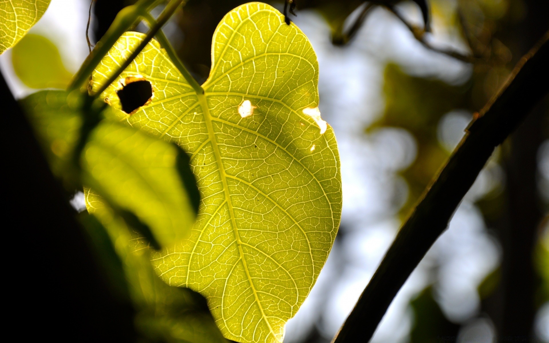 makro liść natura flora drzewo oddział jesień wzrost jasny kolor zbliżenie światło sezon środowisko pulpitu słońce ogród dobra pogoda drewno na zewnątrz