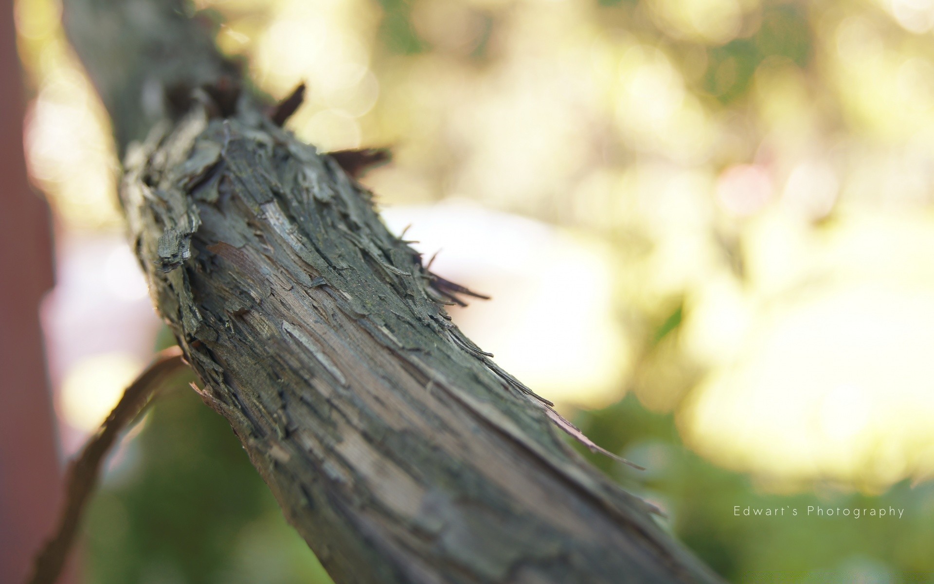 macro nature à l extérieur bois feuille flou bois été croissance