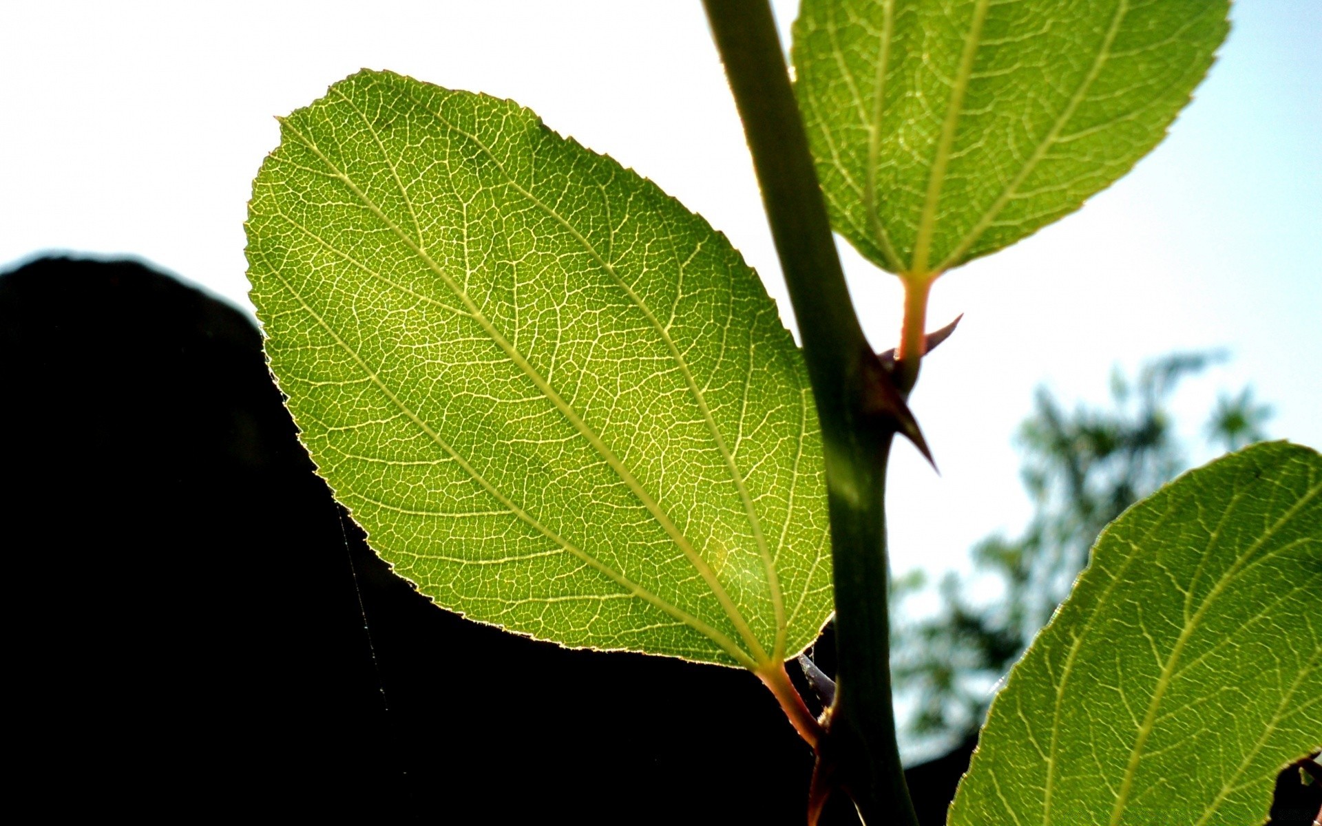 makro liść flora natura wzrost drzewo zbliżenie ekologia środowisko na zewnątrz świeżość