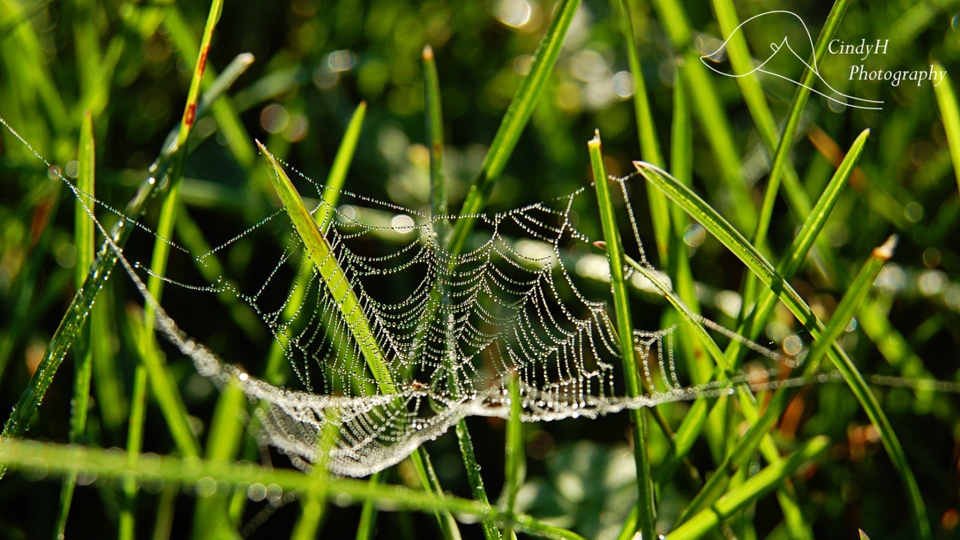 macro insetto natura ragno rugiada erba trappola all aperto flora aracnide foglia ragnatela estate giardino ragnatela fauna selvatica close-up animale ambiente piccolo