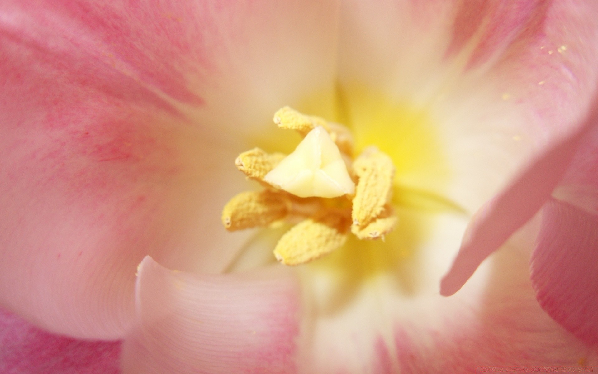 makroaufnahme blume natur flora blütenblatt garten blumen schön blühen hell farbe blatt sanft schließen sommer tulpe pollen lilie in der nähe tropisch