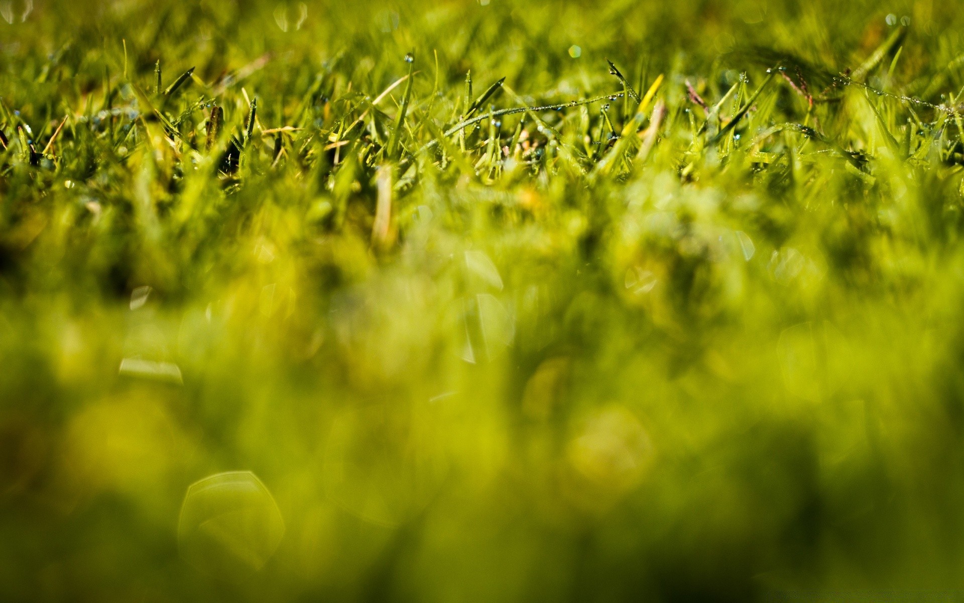 macro herbe croissance champ nature flore jardin été pelouse feuille foin soleil rural luxuriant beau temps ferme sol sol bureau saison aube