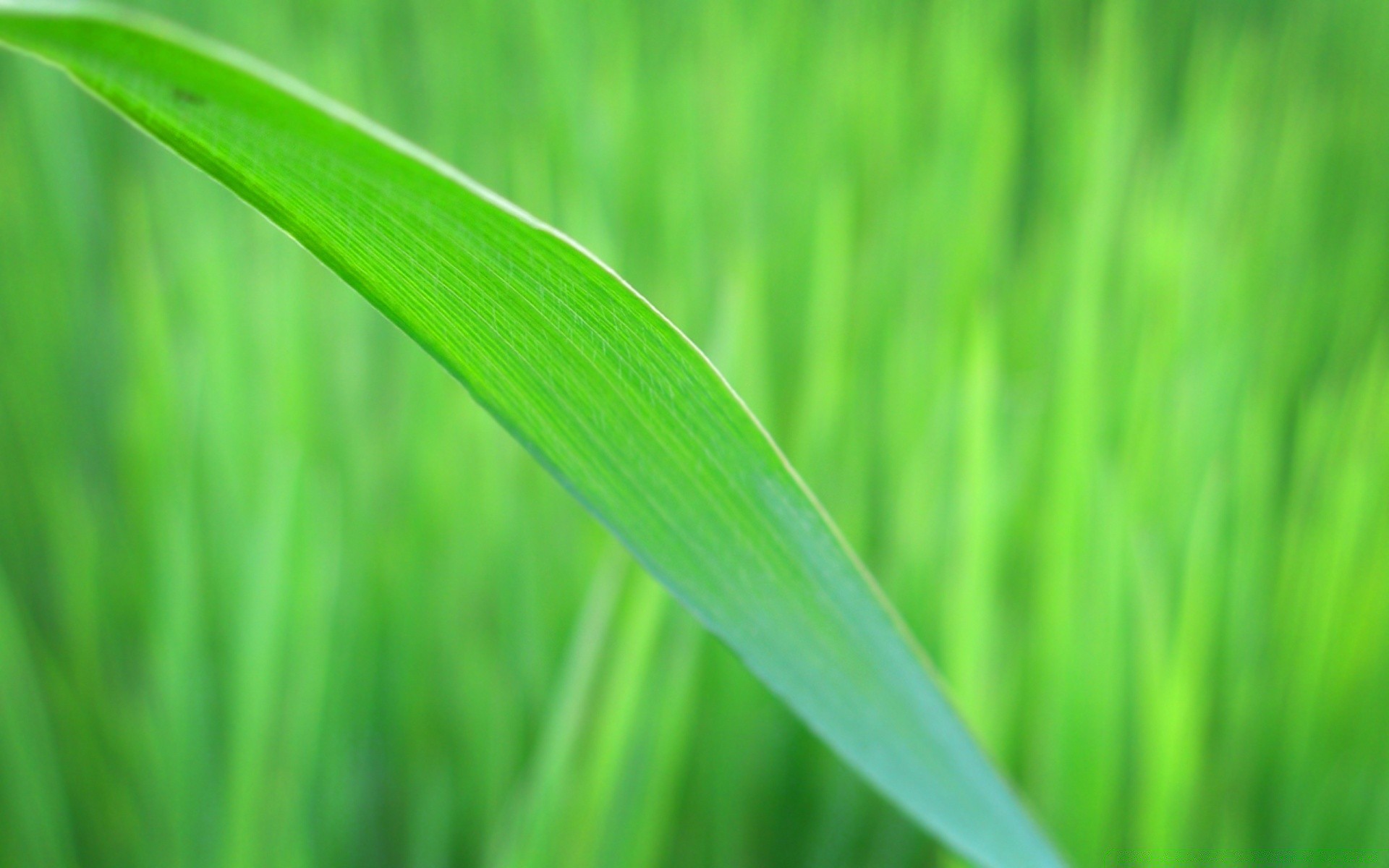 macro growth leaf flora grass lush blade environment ecology garden dew nature lawn summer field environmental dawn hayfield