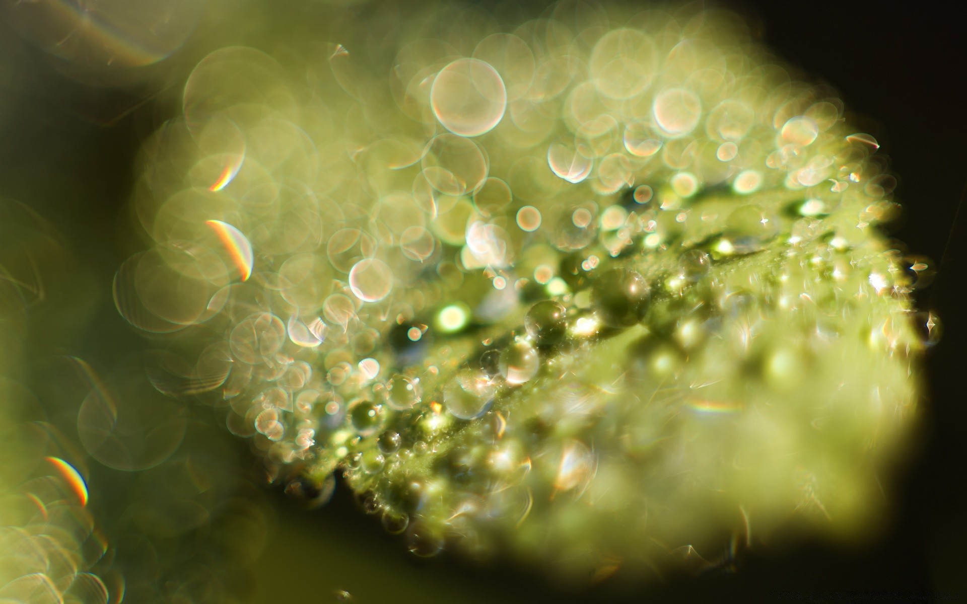 macro bureau bulle résumé chute lumière couleur sous-marin eau flou pluie nature texture