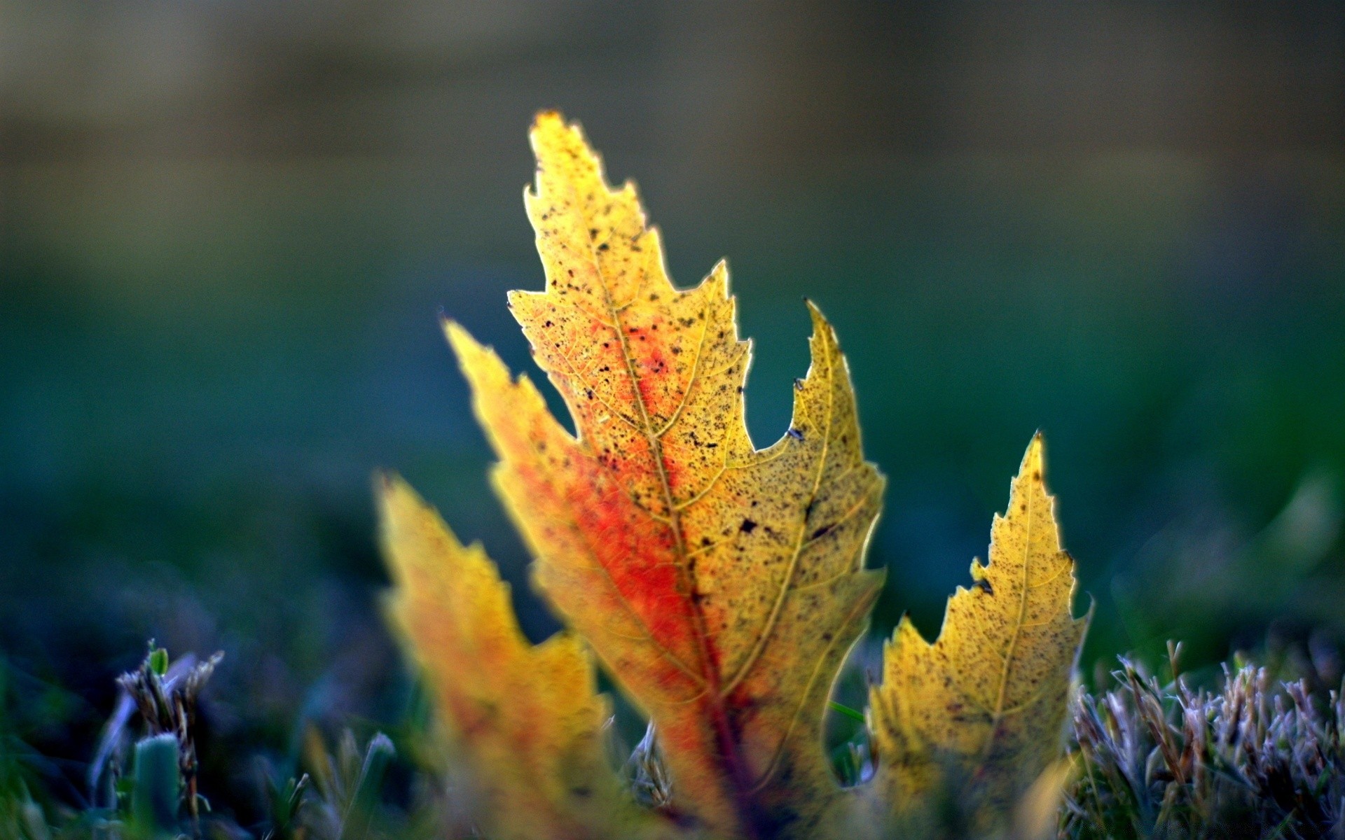 macro fotografia autunno foglia natura all aperto in legno albero vivid flora maple stagione colore erba bel tempo ramo parco