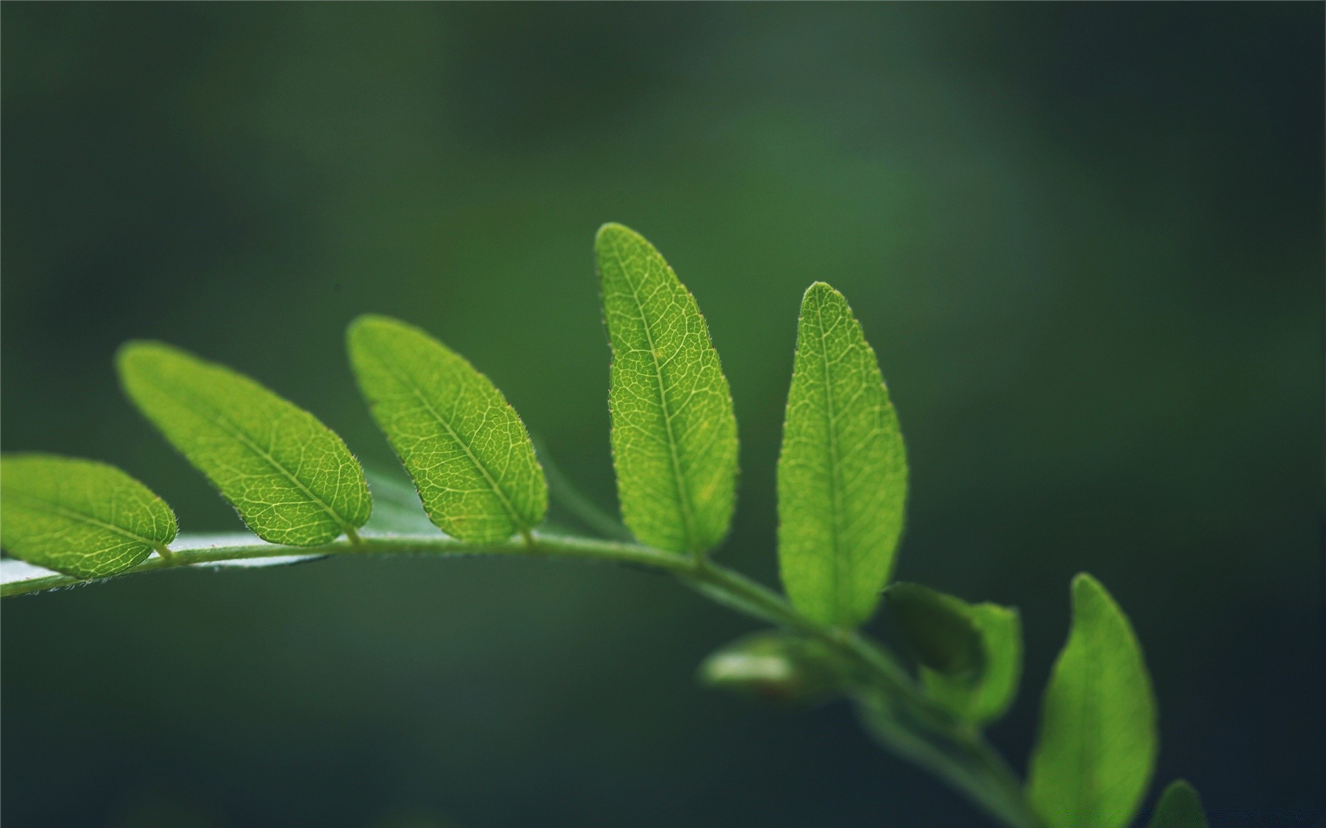 微距摄影 叶 植物群 生长 雨 自然 露 环境 秋天 花园 模糊 郁郁葱葱 生态 夏天 萌芽 特写 自由度 环境 树 户外