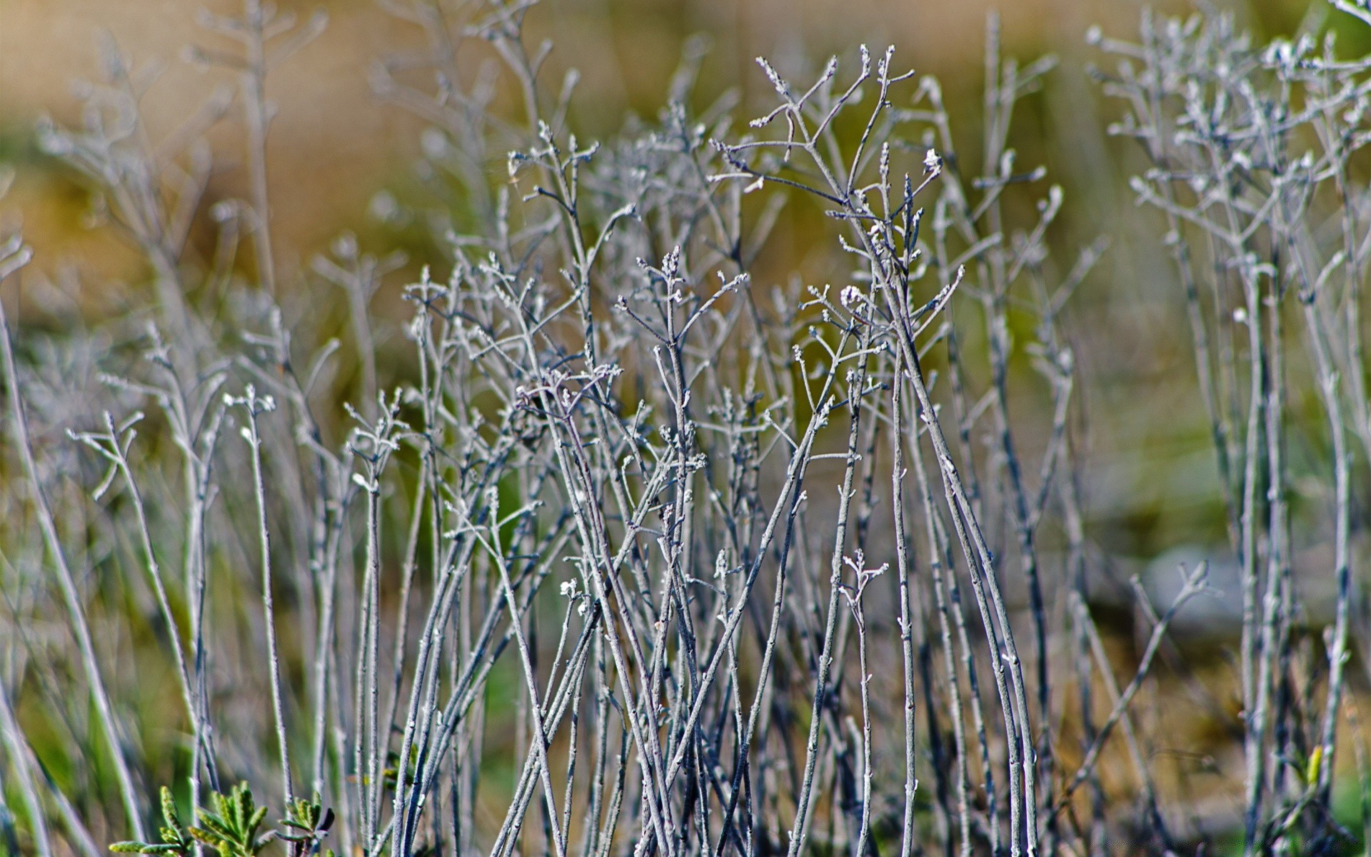 macro naturaleza hierba al aire libre escarcha flora temporada campo rural hoja invierno verano buen tiempo crecimiento jardín primer plano medio ambiente escritorio frío madera