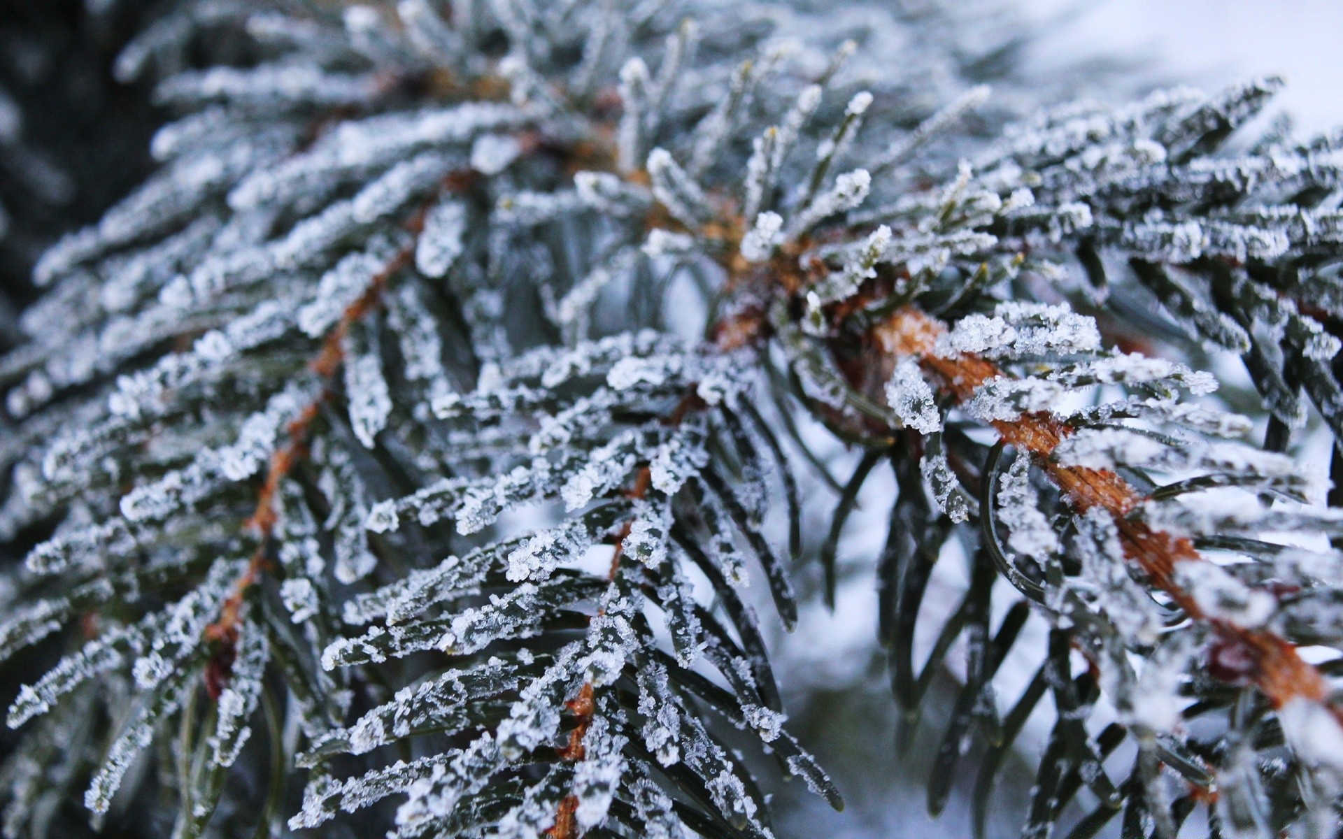 macro hiver gel neige noël arbre congelé froid saison flocon de neige evergreen nature glace pin branche givré à l extérieur météo aiguille