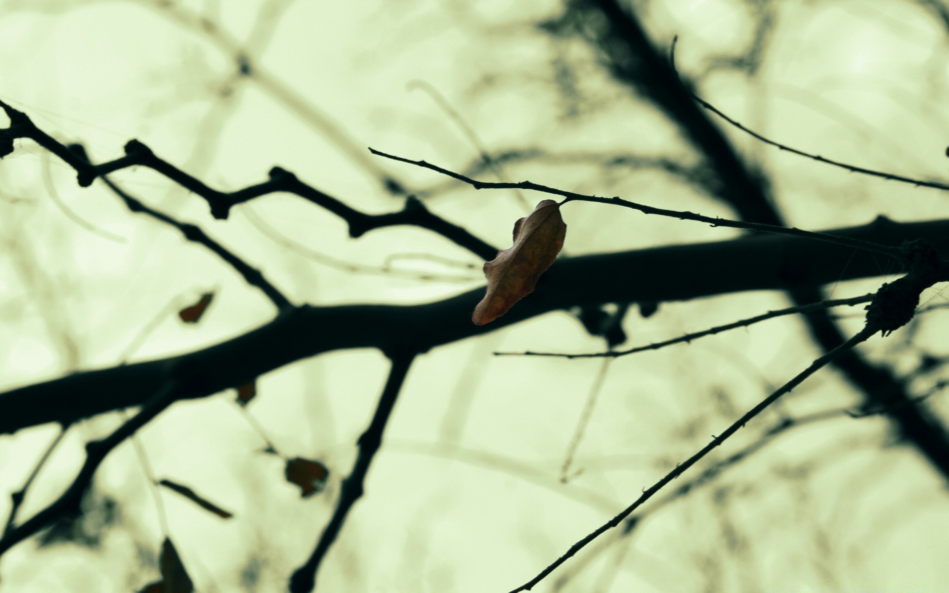 macro nature arbre à l extérieur oiseau hiver bois flou automne parc saison feuille lumière branche faune