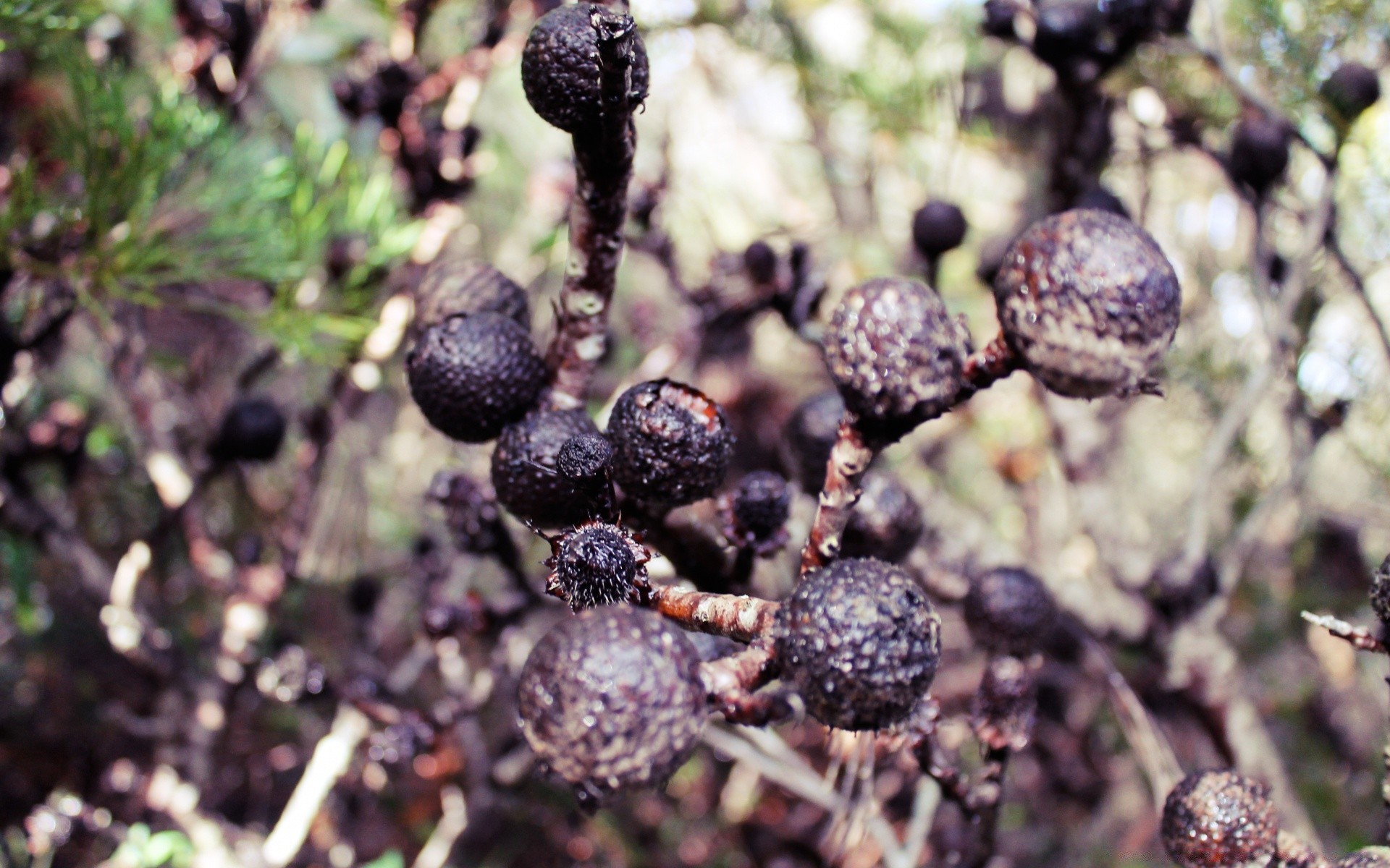 makro fotoğrafçılığı gıda doğa meyve yaprak flora ağaç yakın çekim şube sezon açık havada renk ahşap masaüstü küçük bahçe çilek