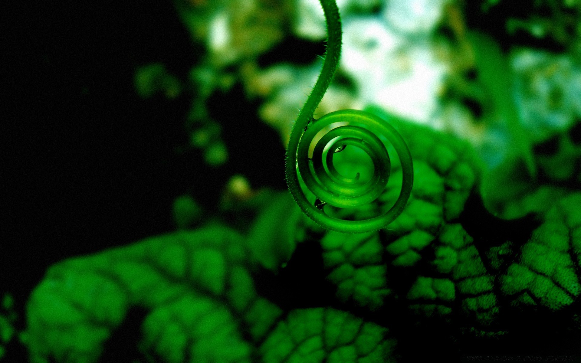 makro fotoğrafçılığı yaprak masaüstü flora bahçe doğa damla renk yemek ortamlar ışık