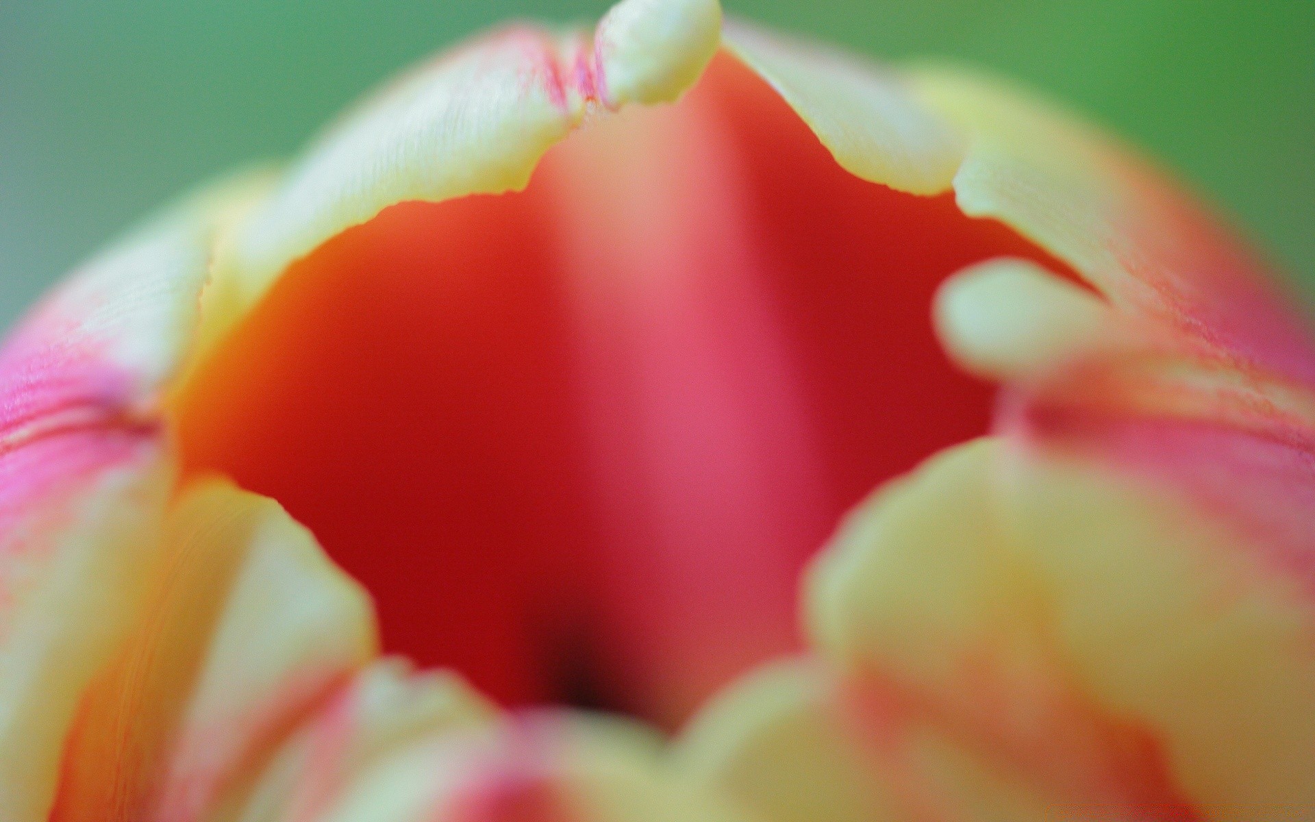 macro flor tulipa natureza jardim verão borrão pétala floral cor amor brilhante delicada folha flora blooming bela romance tropical rosa