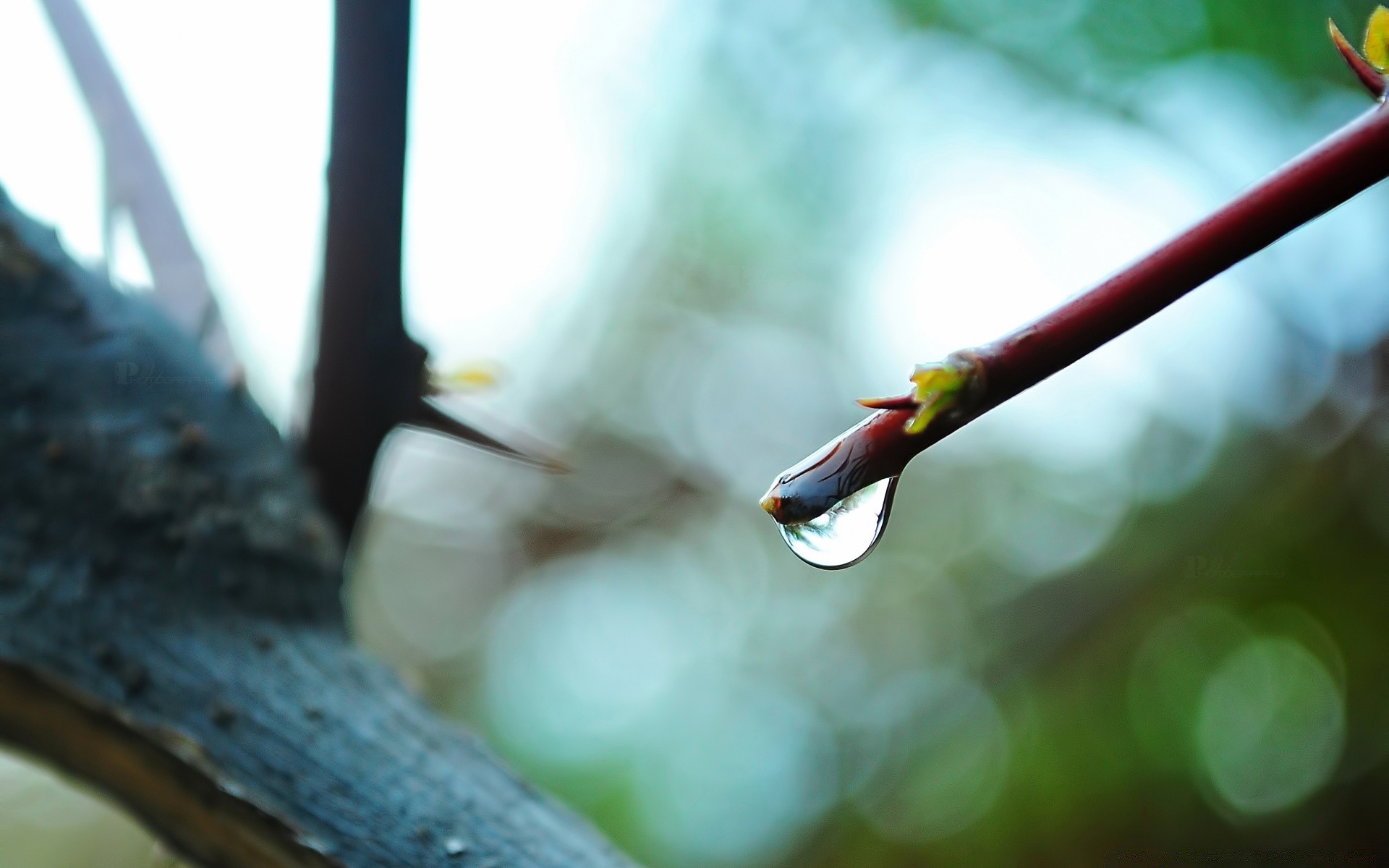 macro desenfoque hoja naturaleza lluvia madera agua pájaro luz al aire libre dof jardín flor árbol color