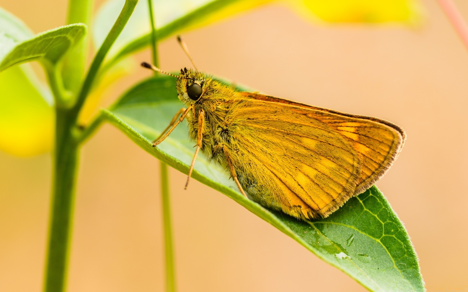 macro insect butterfly nature invertebrate leaf wing moth biology summer wildlife outdoors close-up delicate antenna entomology flora color animal lepidoptera