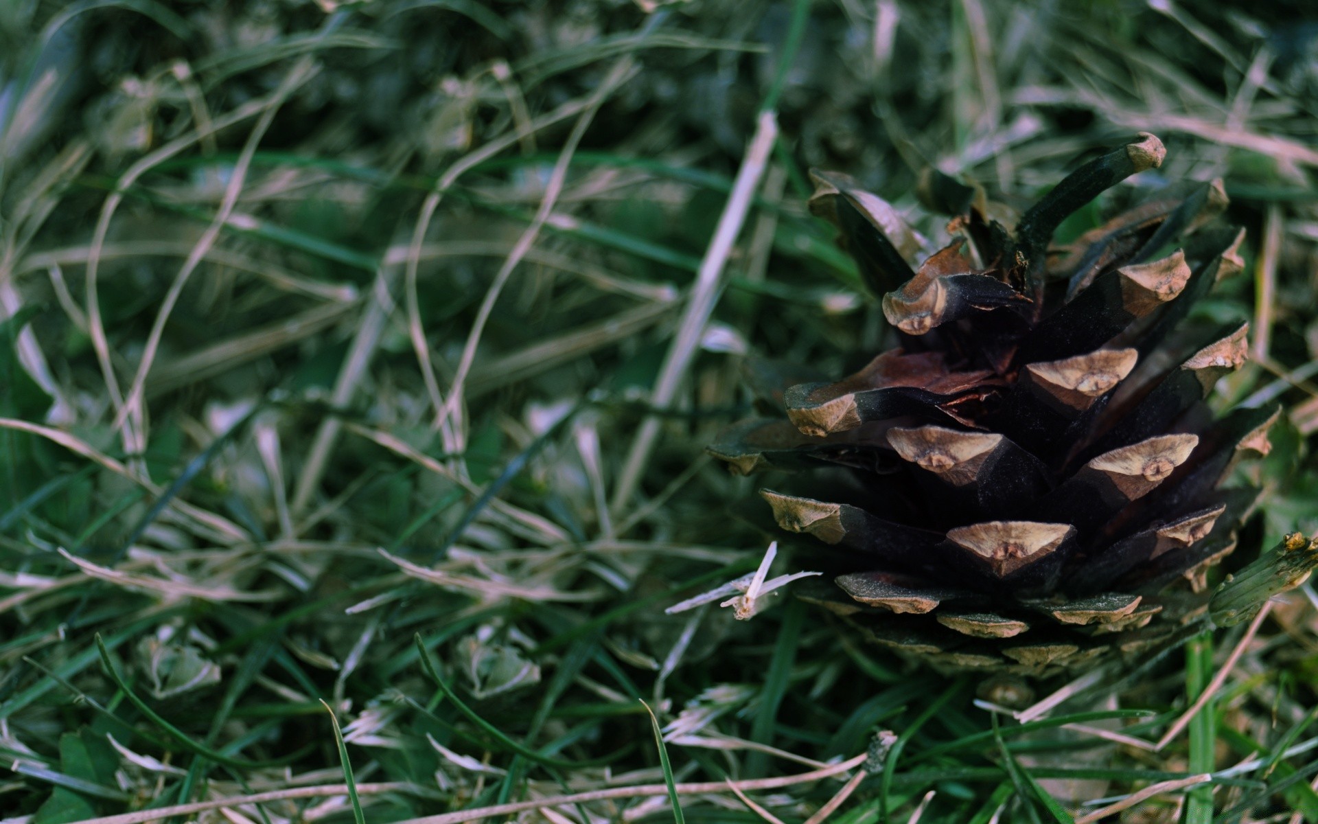 macro tree nature leaf flora winter pine close-up desktop cone wood color outdoors season evergreen grass needle