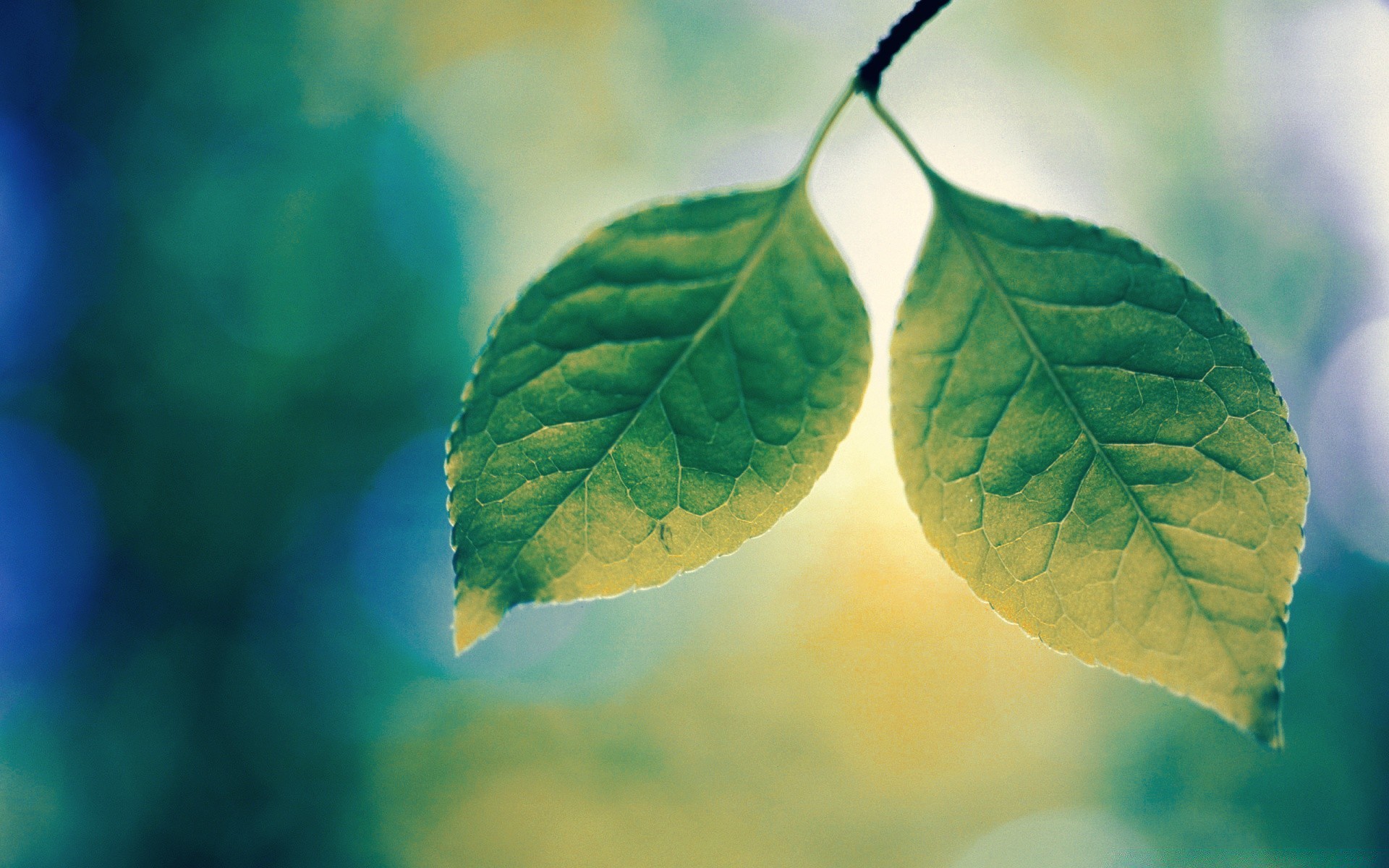 makroaufnahme blatt natur flora wachstum