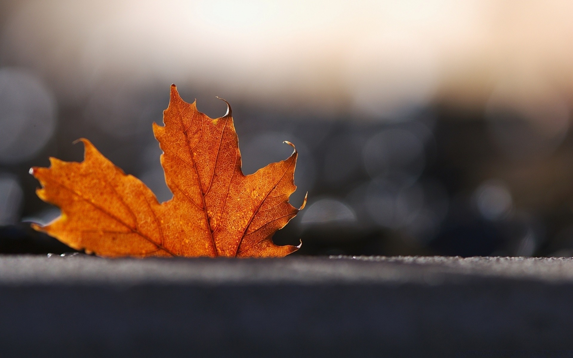 macro autunno foglia acero all aperto sfocatura natura dop natura morta legno legno luce inverno alba bel tempo