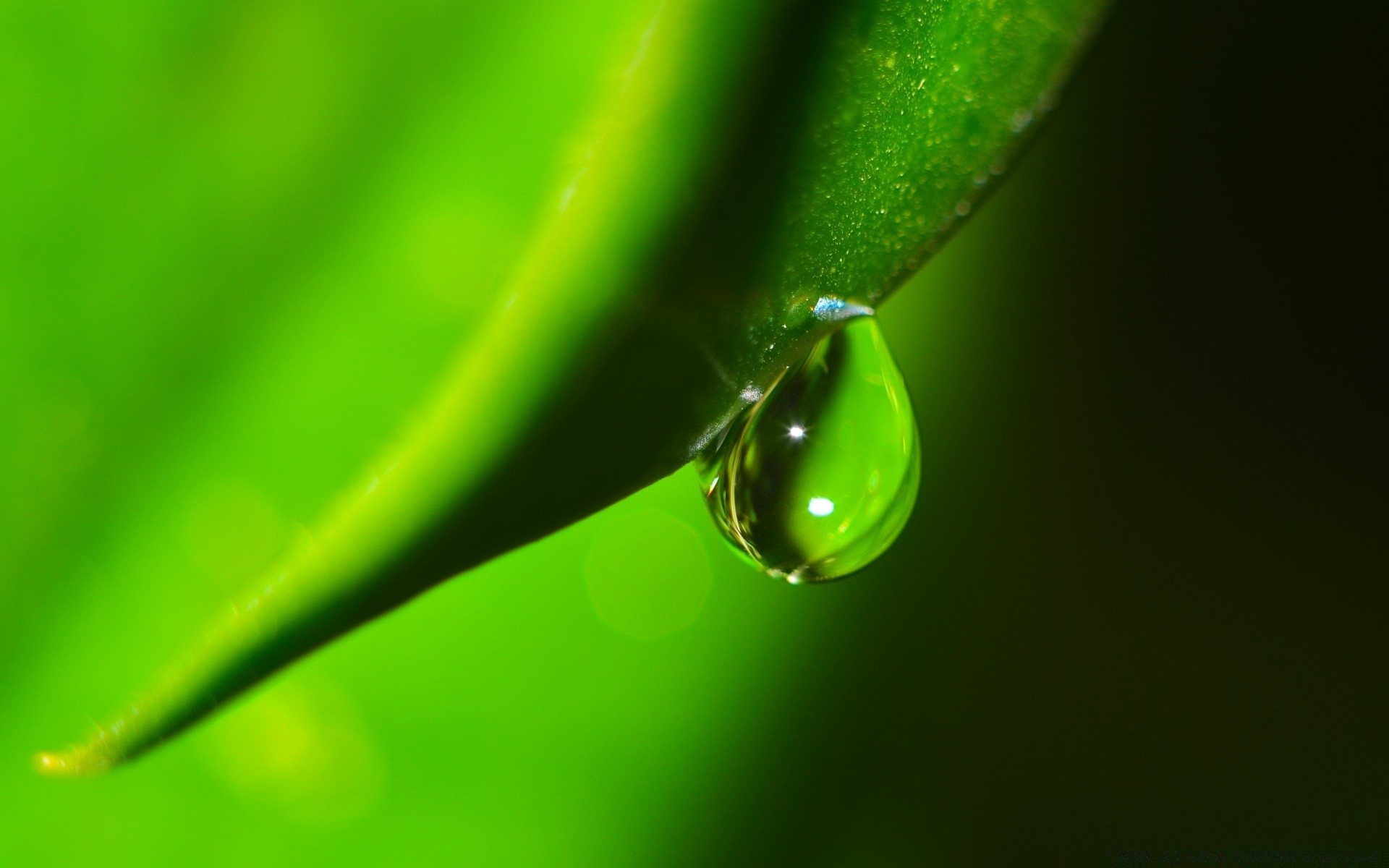 macro dew rain drop leaf droplet flora raindrop water nature wet purity garden growth color environment dof waterdrop