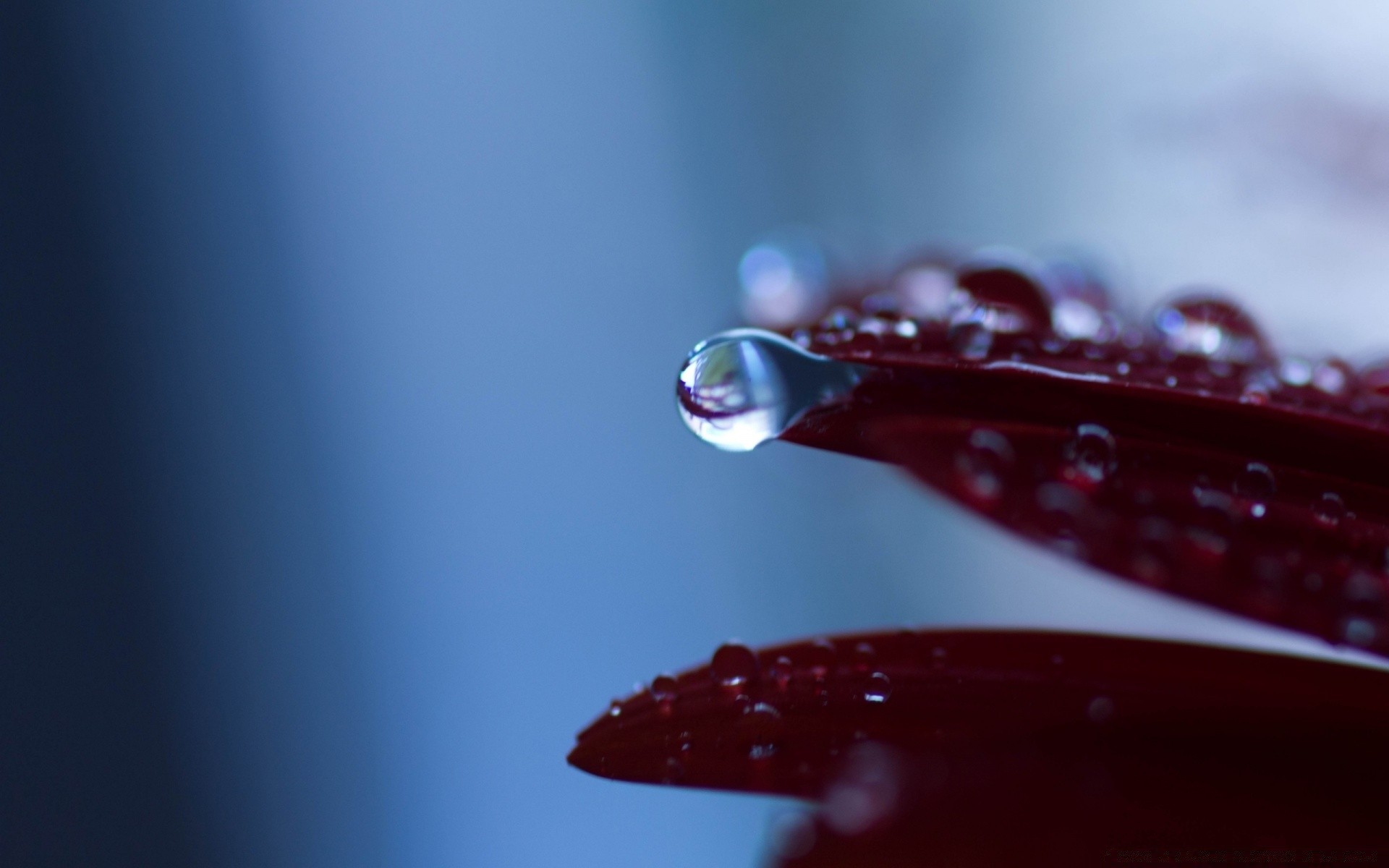 makro tropfen wasser tau tropfen regen spritzen nass reflexion flüssigkeit dof stillleben scheint