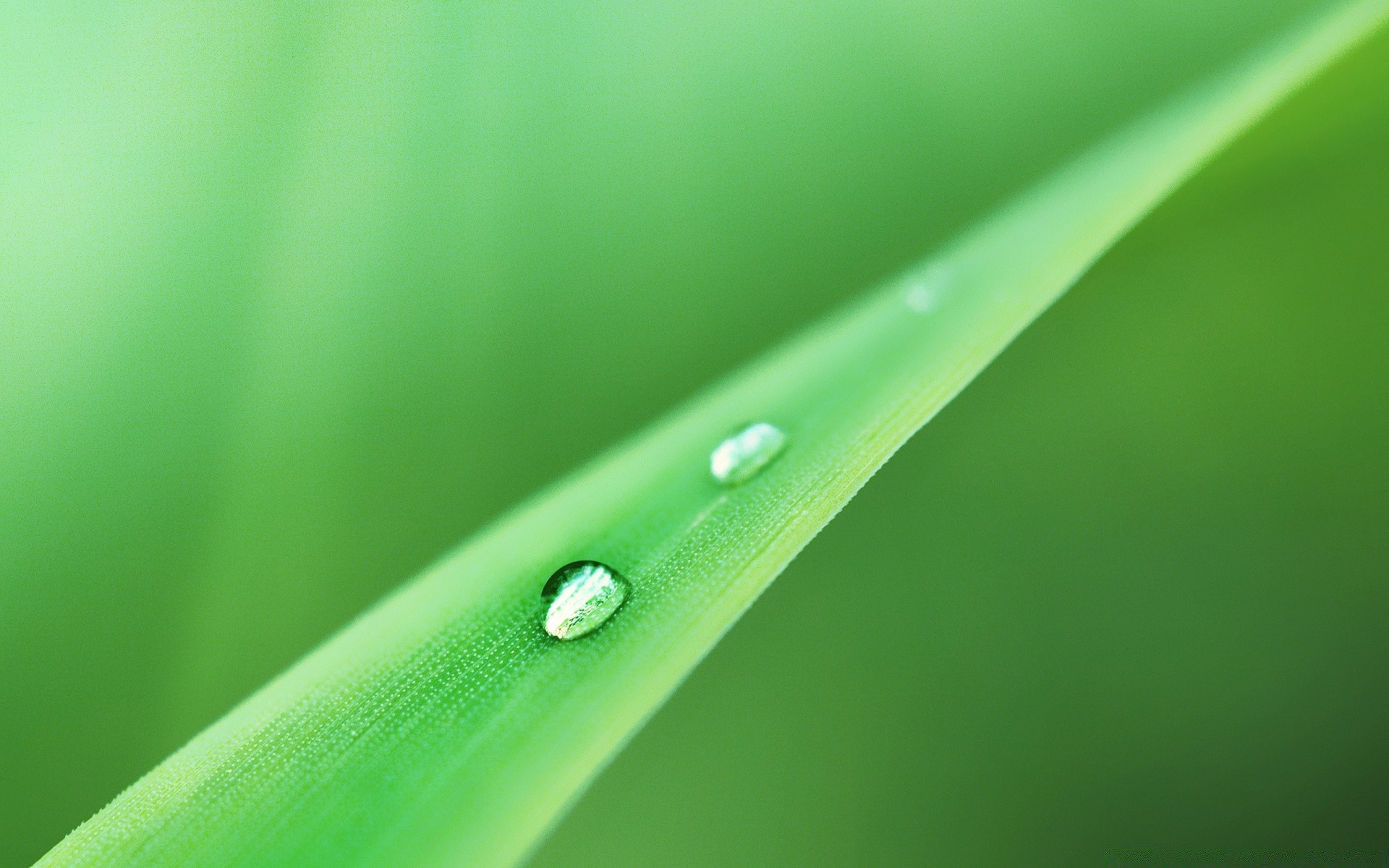 macro dew rain leaf drop raindrop droplet wet purity nature growth flora water grass garden ecology clean