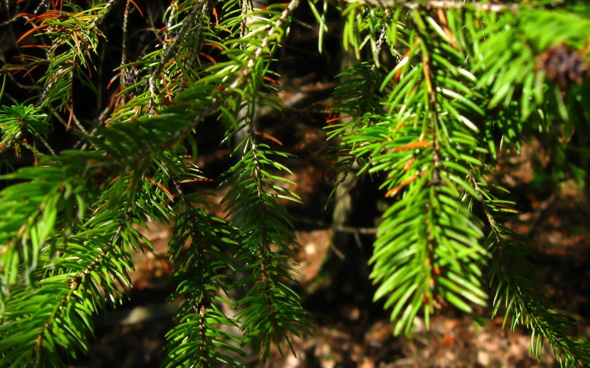 macro árbol evergreen invierno rama coníferas navidad abeto aguja pino coníferas abeto naturaleza madera