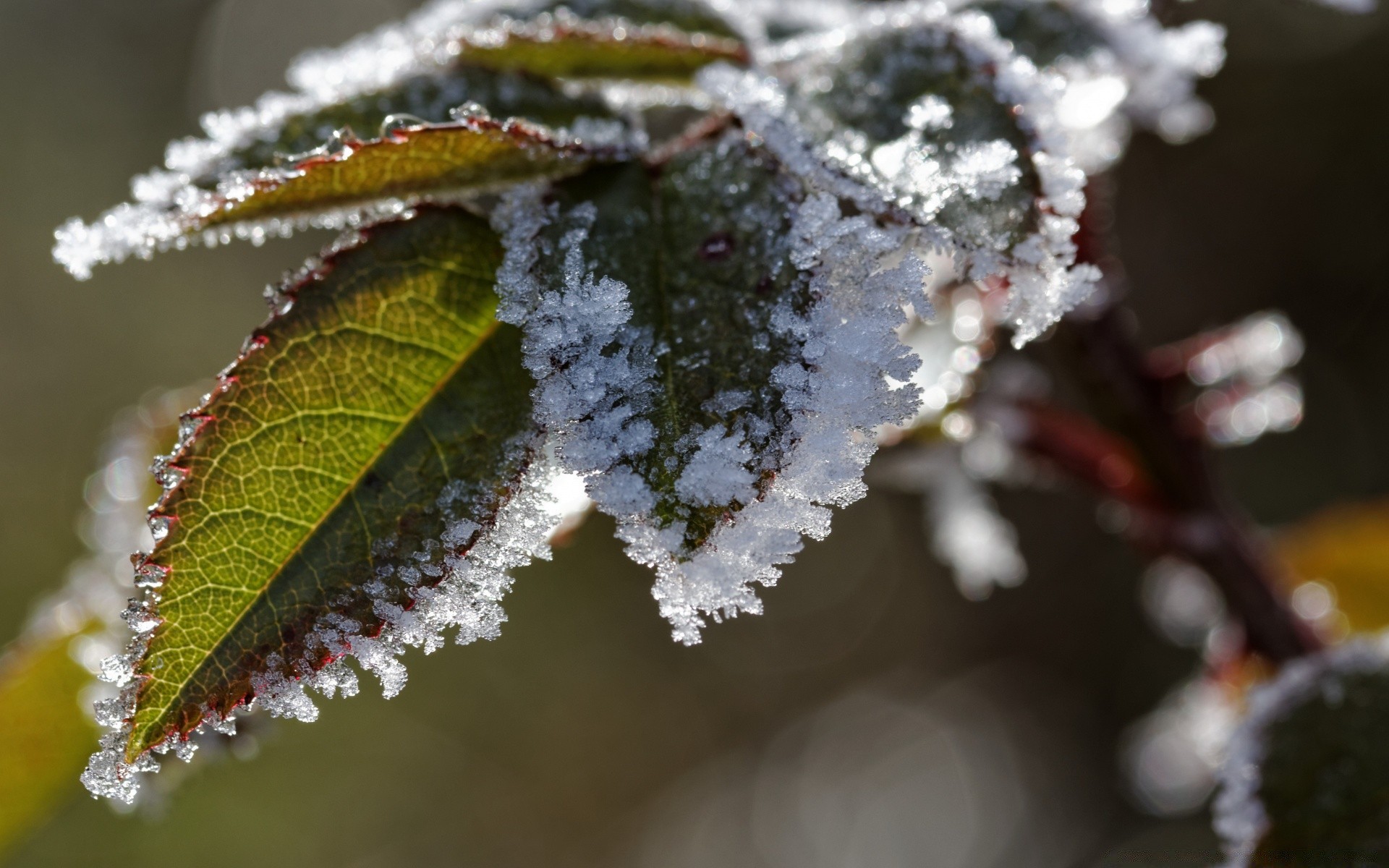 macro inverno geada folha árvore natureza ao ar livre ramo neve flora frio estação gelo madeira congelado natal borra flor close-up outono