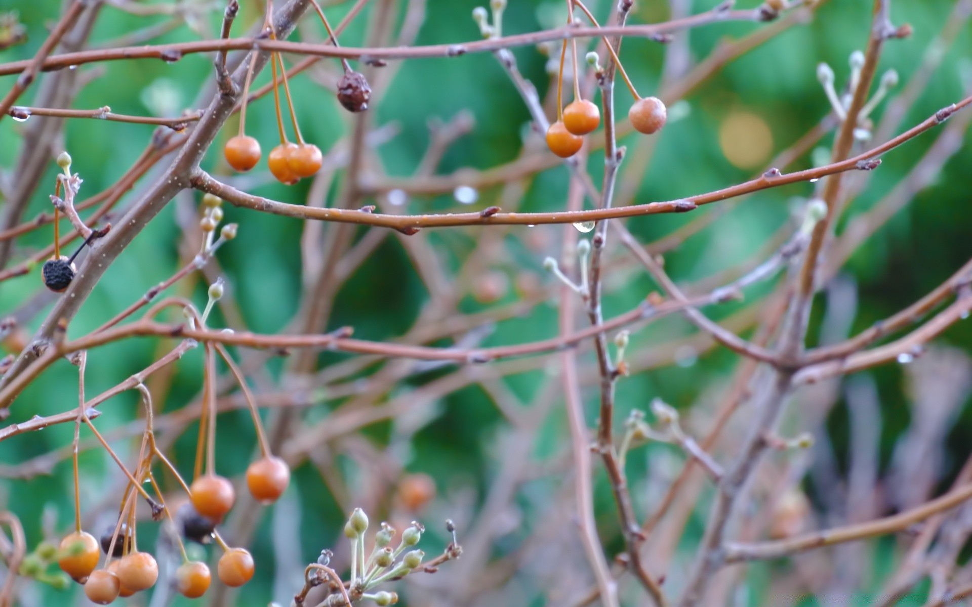 fotografia macro natura frutta foglia albero flora ramo cibo all aperto